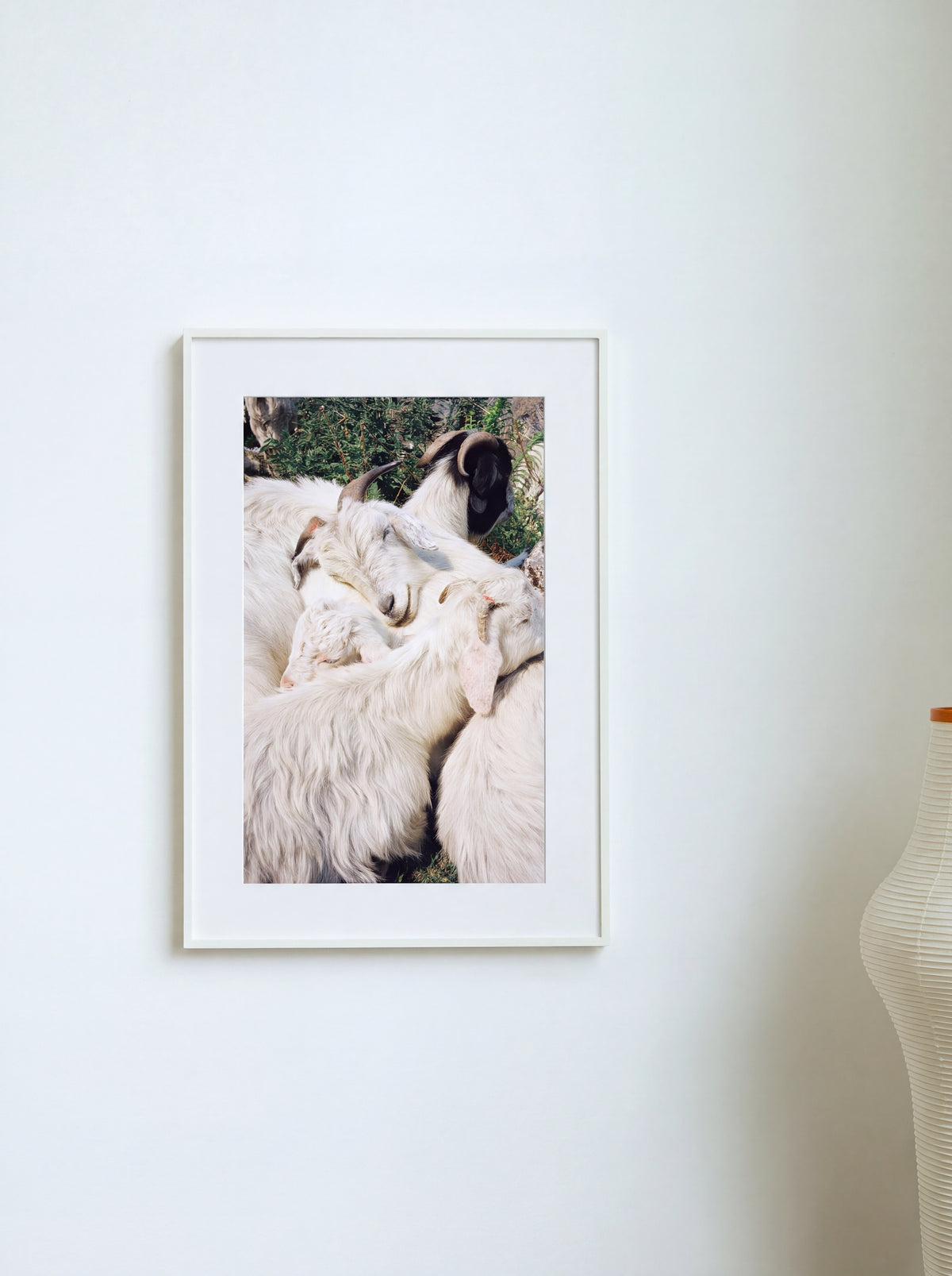Little Goats, Népal, 2017