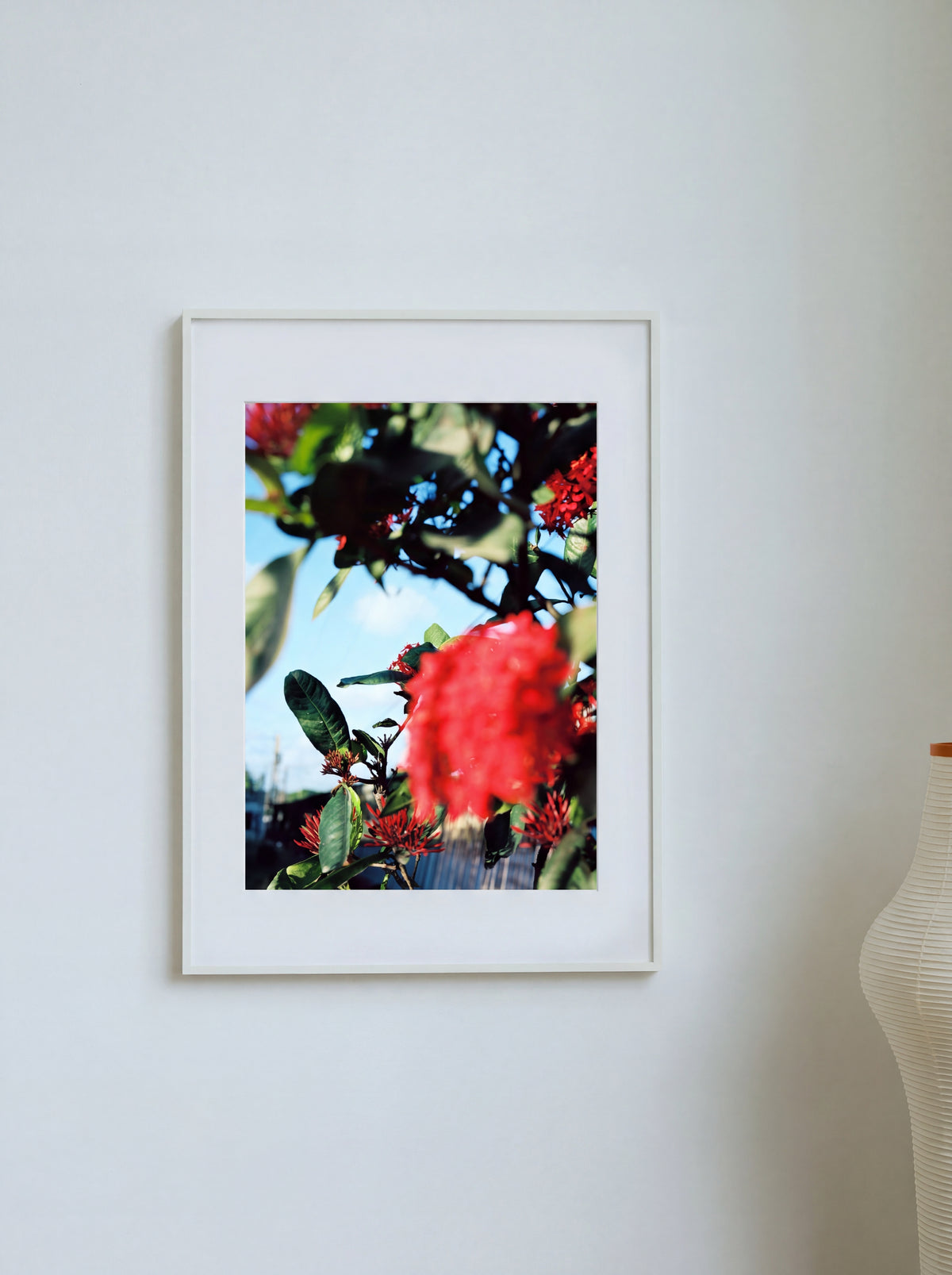 Red Flowers, Cuba, 2016