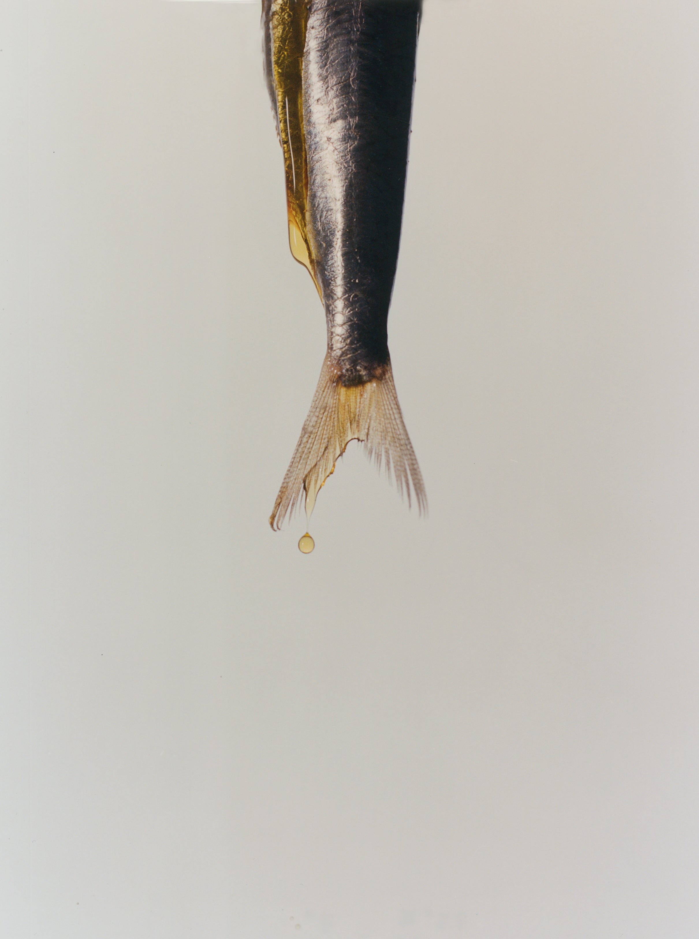 Anchois, Paris, 2024