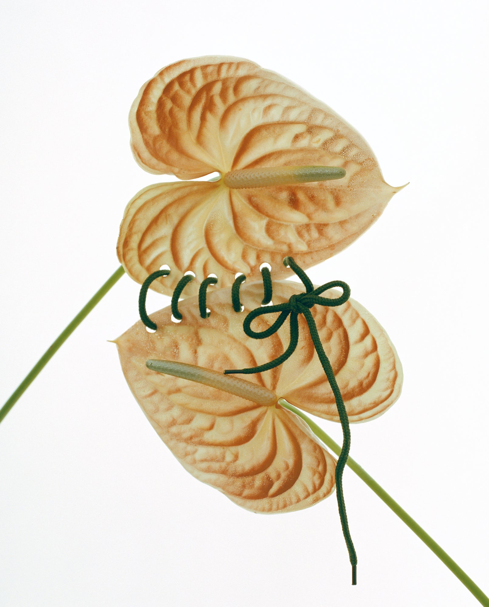 L'attachement, Paris, 2022