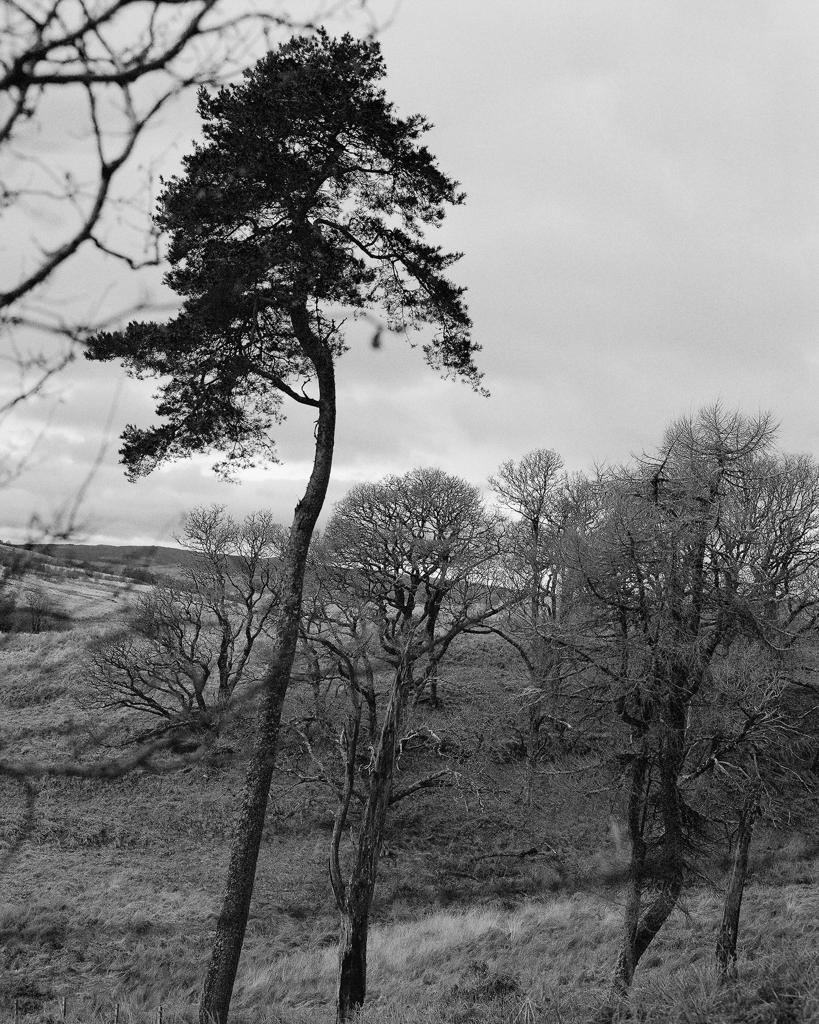 North Mood, Écosse, 2019