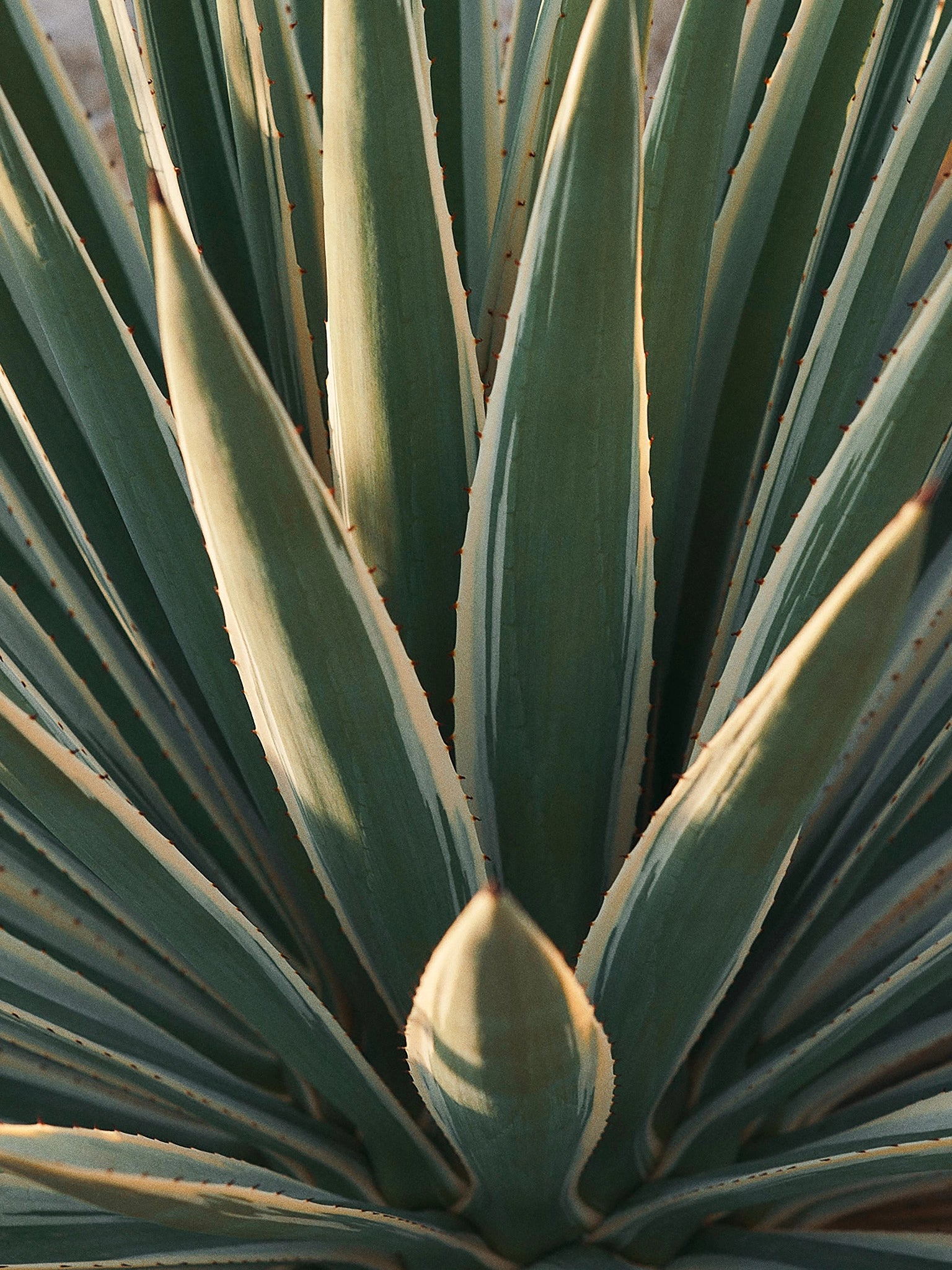 Cacté, Mexique, 2022