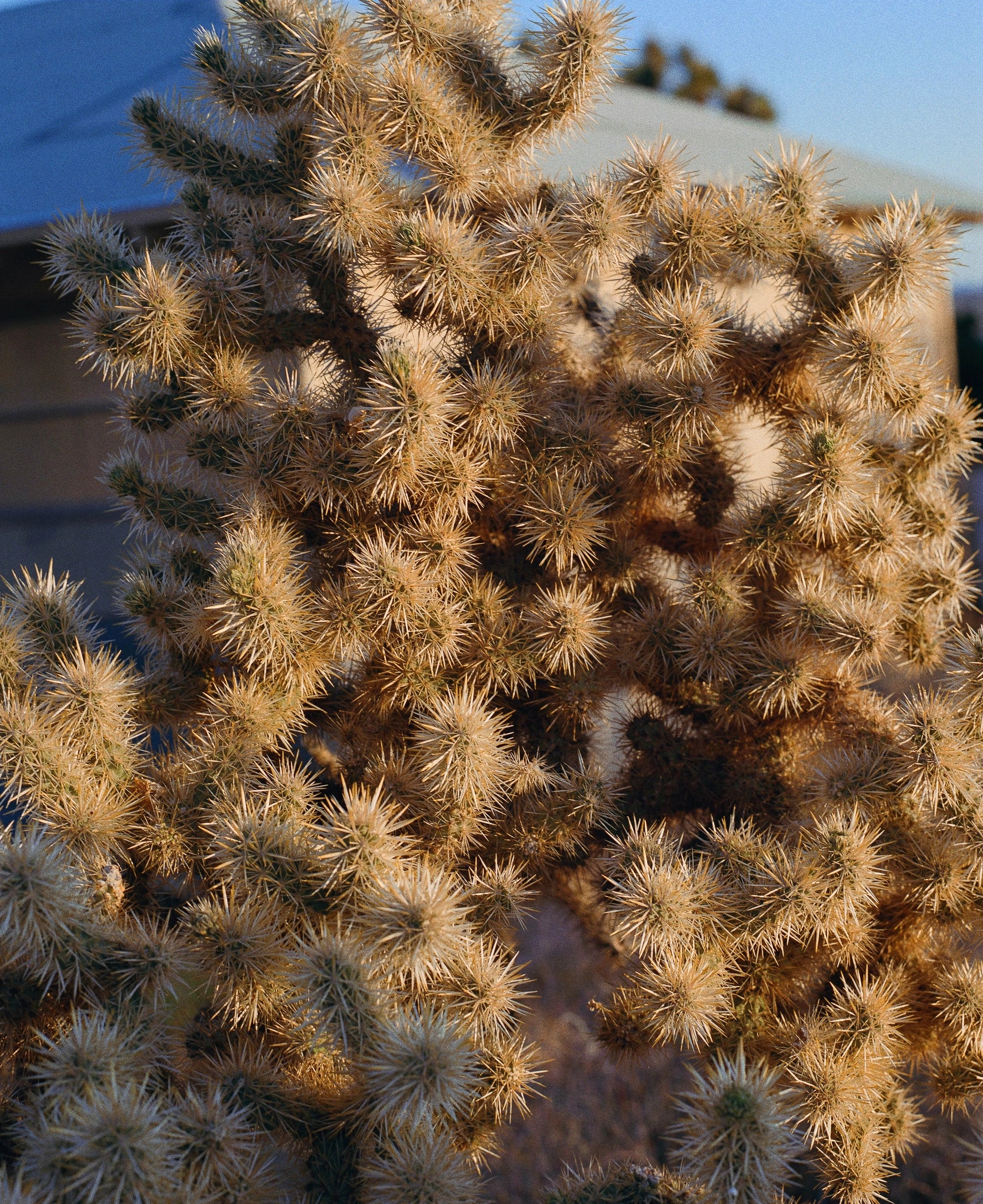 Mojave Desert, Californie, 2018