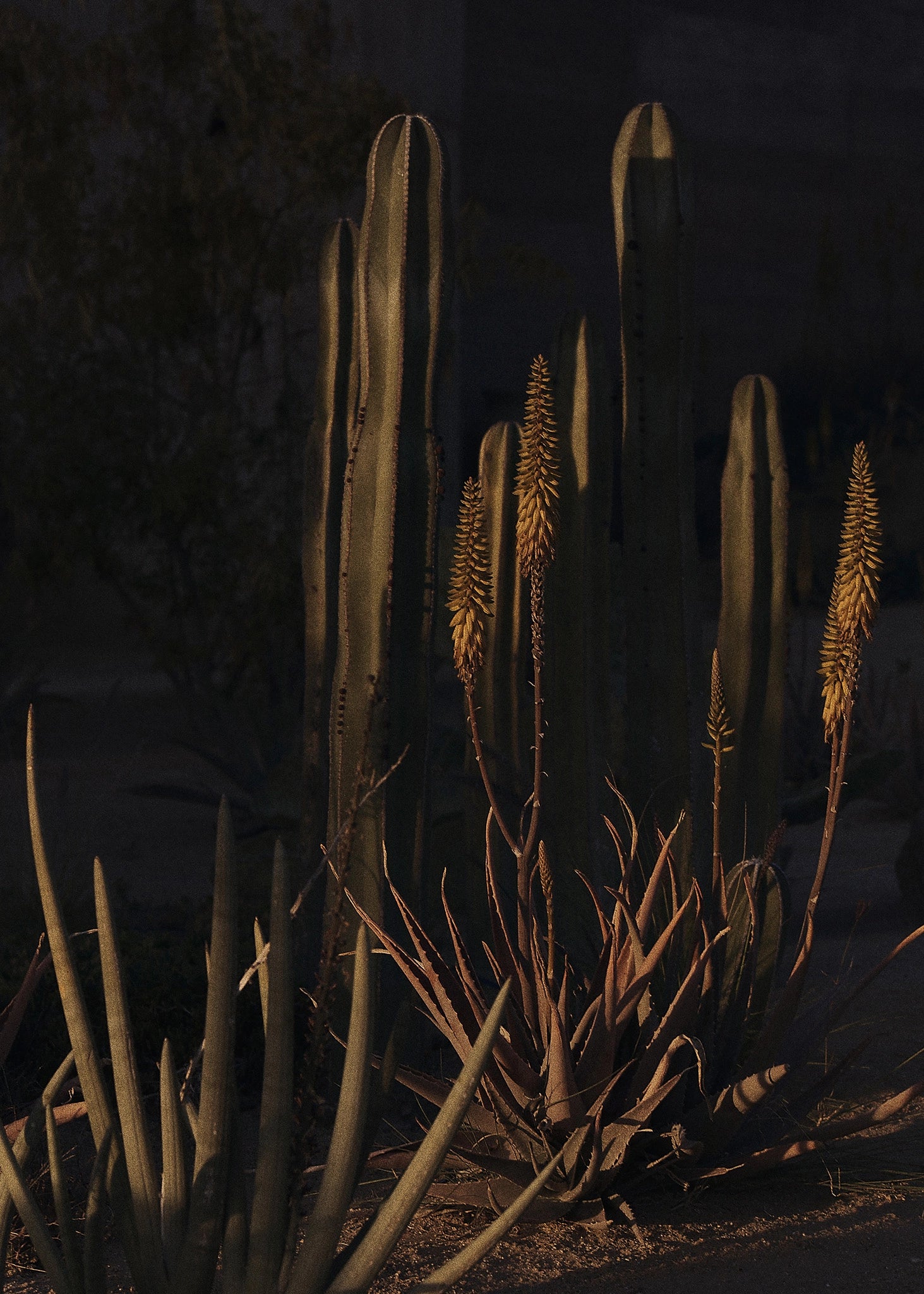 Cacté II, Mexique, 2022