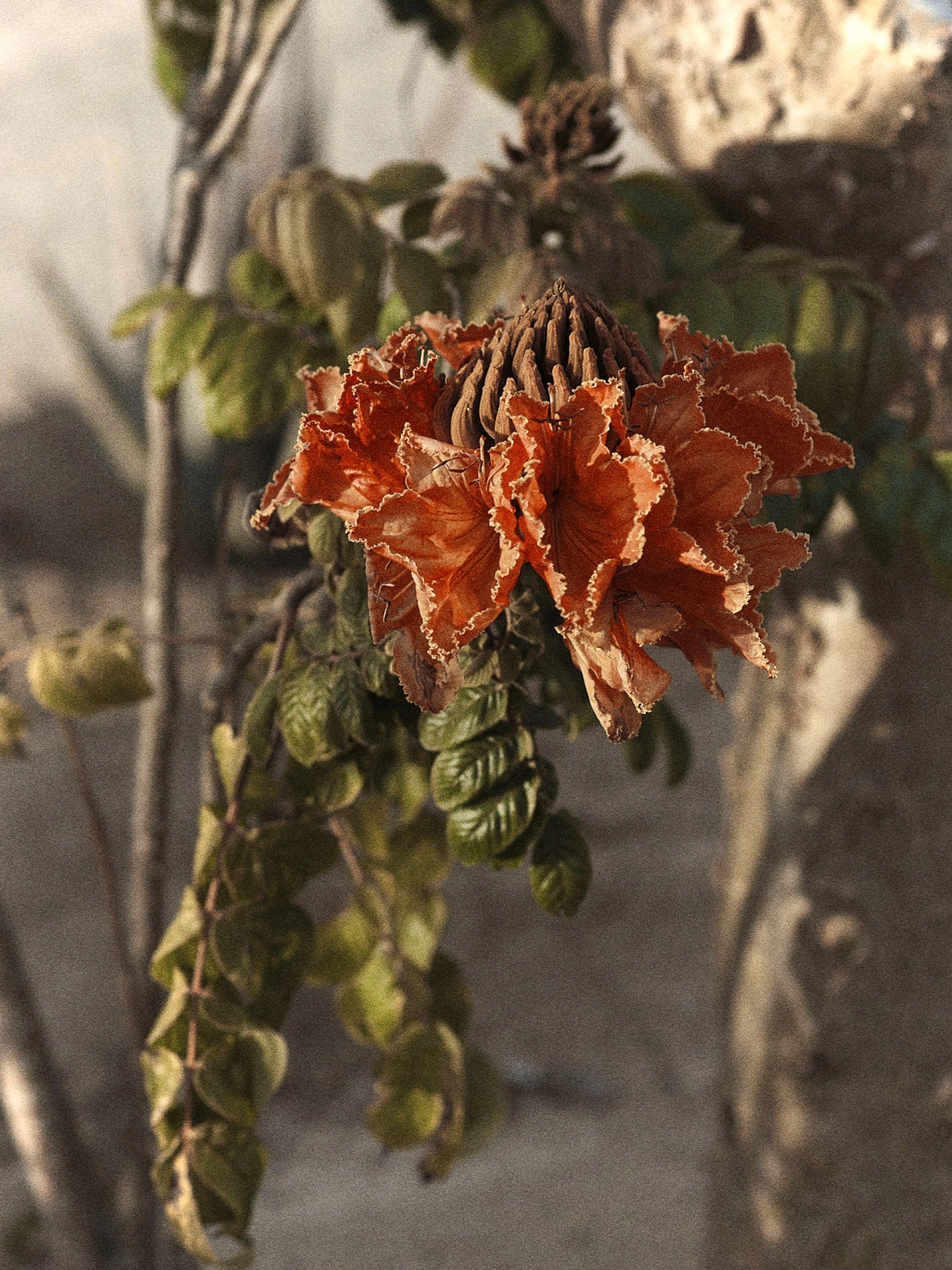 Study of a Flower, Mexique, 2022