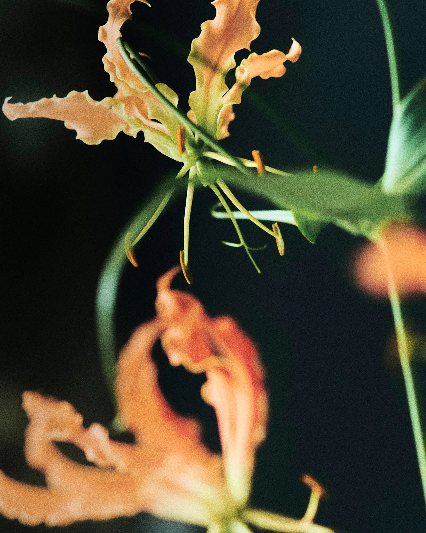 Chromatic Hush, II, Paris, 2025