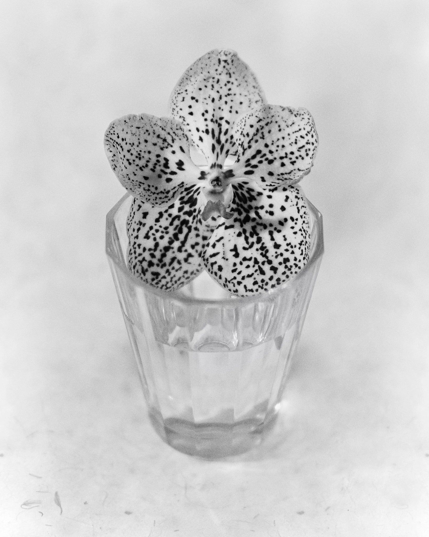 Orchidea, Paris, 2025