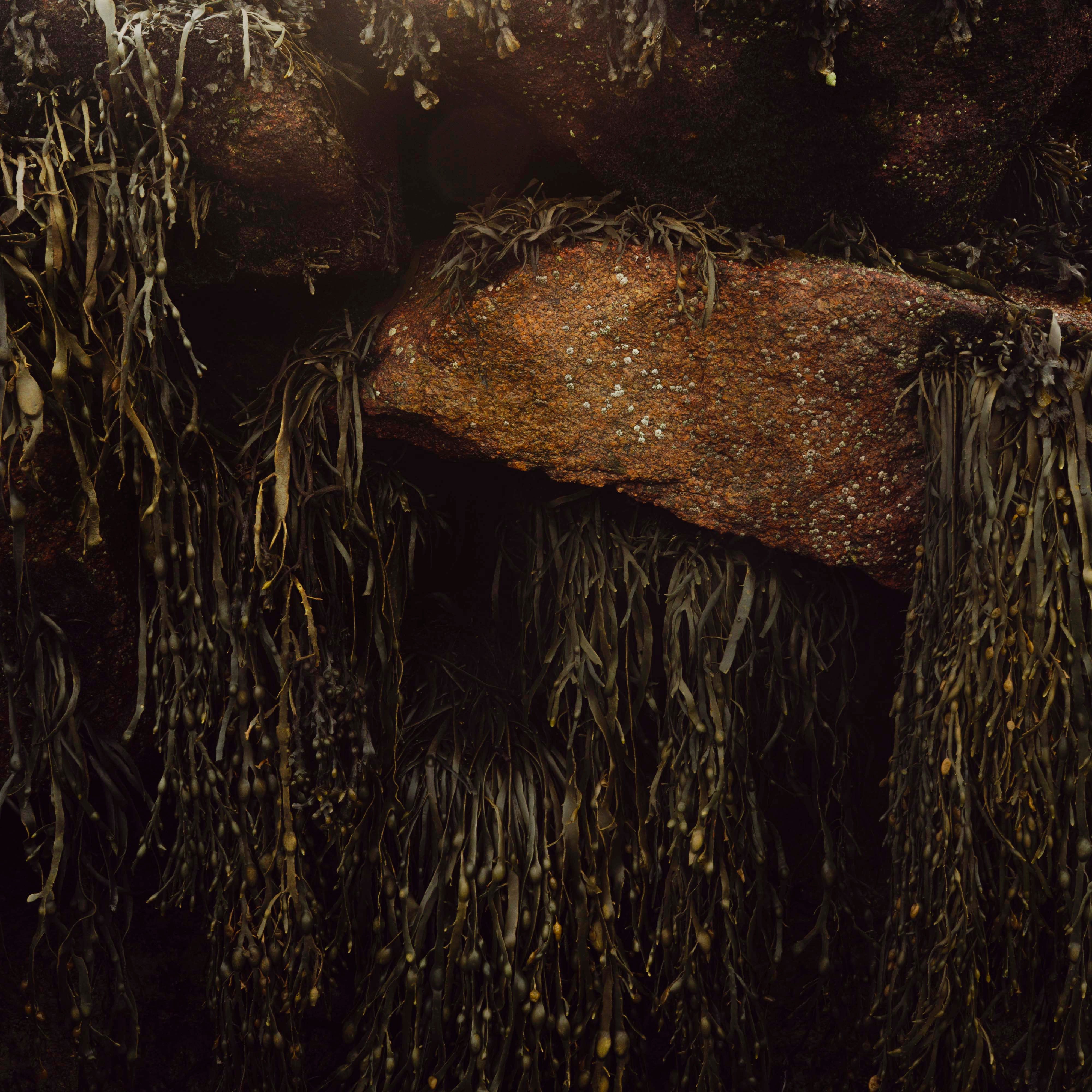 À marée basse, Îles Chausey, 2024