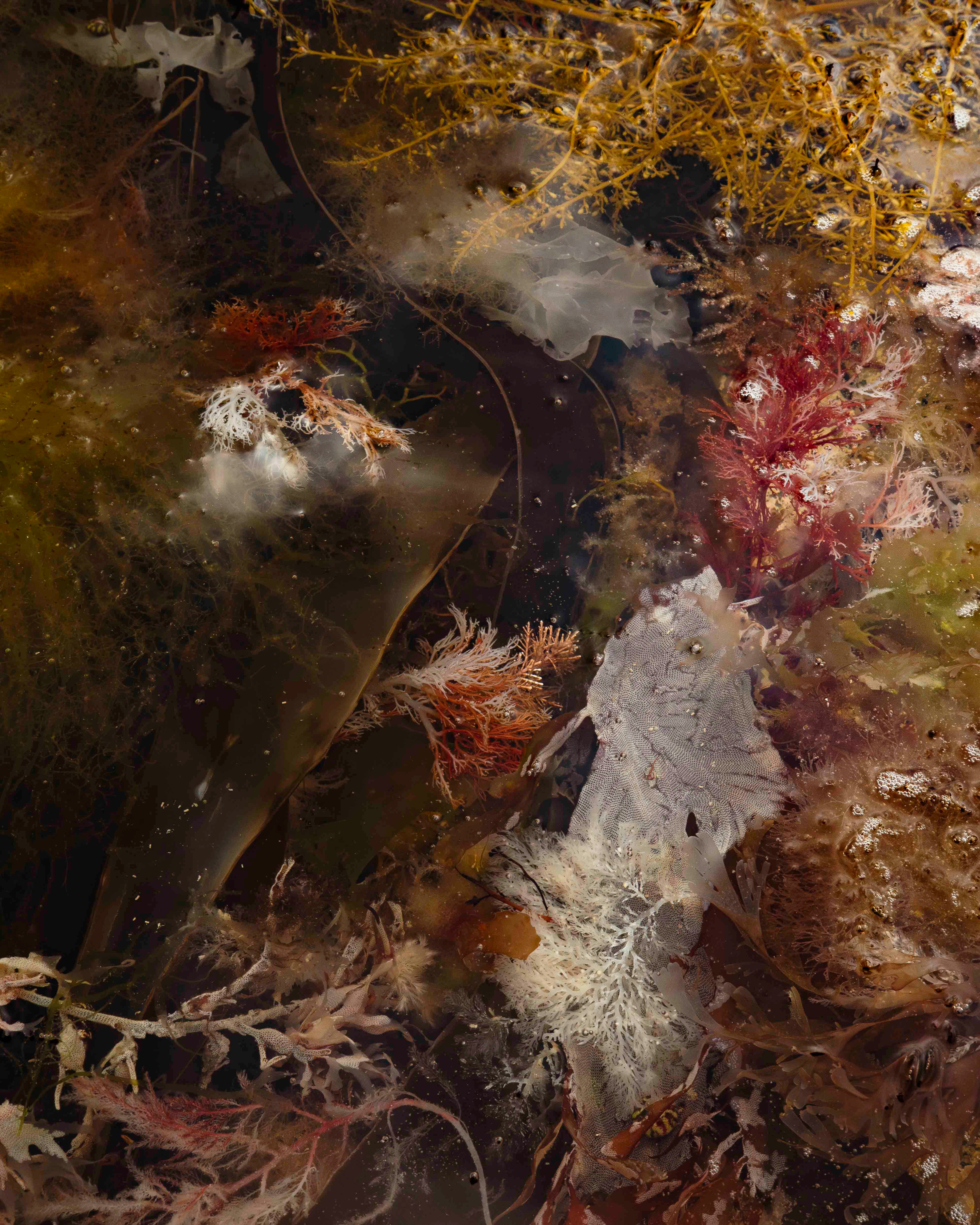 Composition d'algues N°1, Îles Chausey, 2024