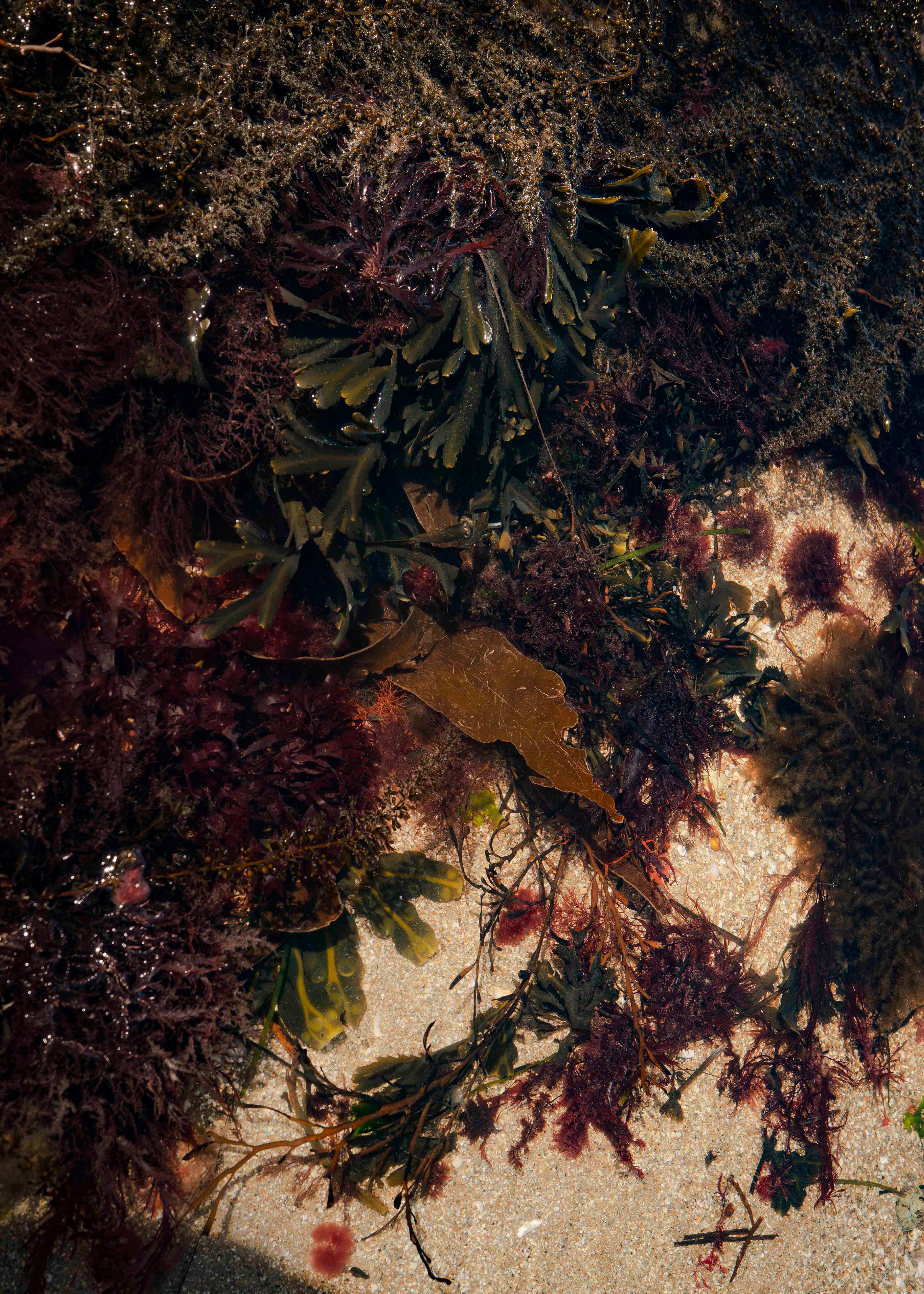 Composition d'algues N°2, Îles Chausey, 2024