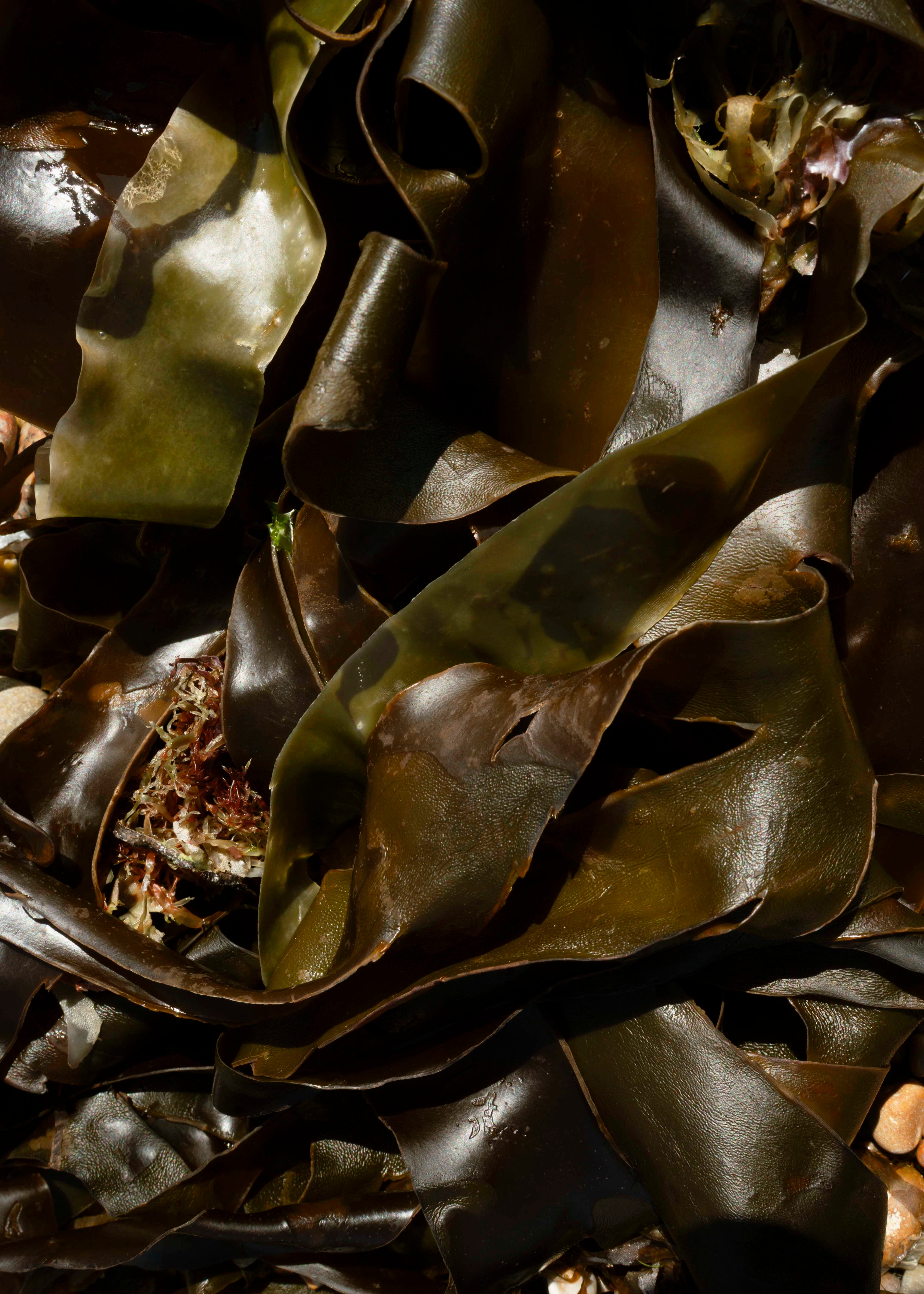 Cuir végétal, Îles Chausey, 2024