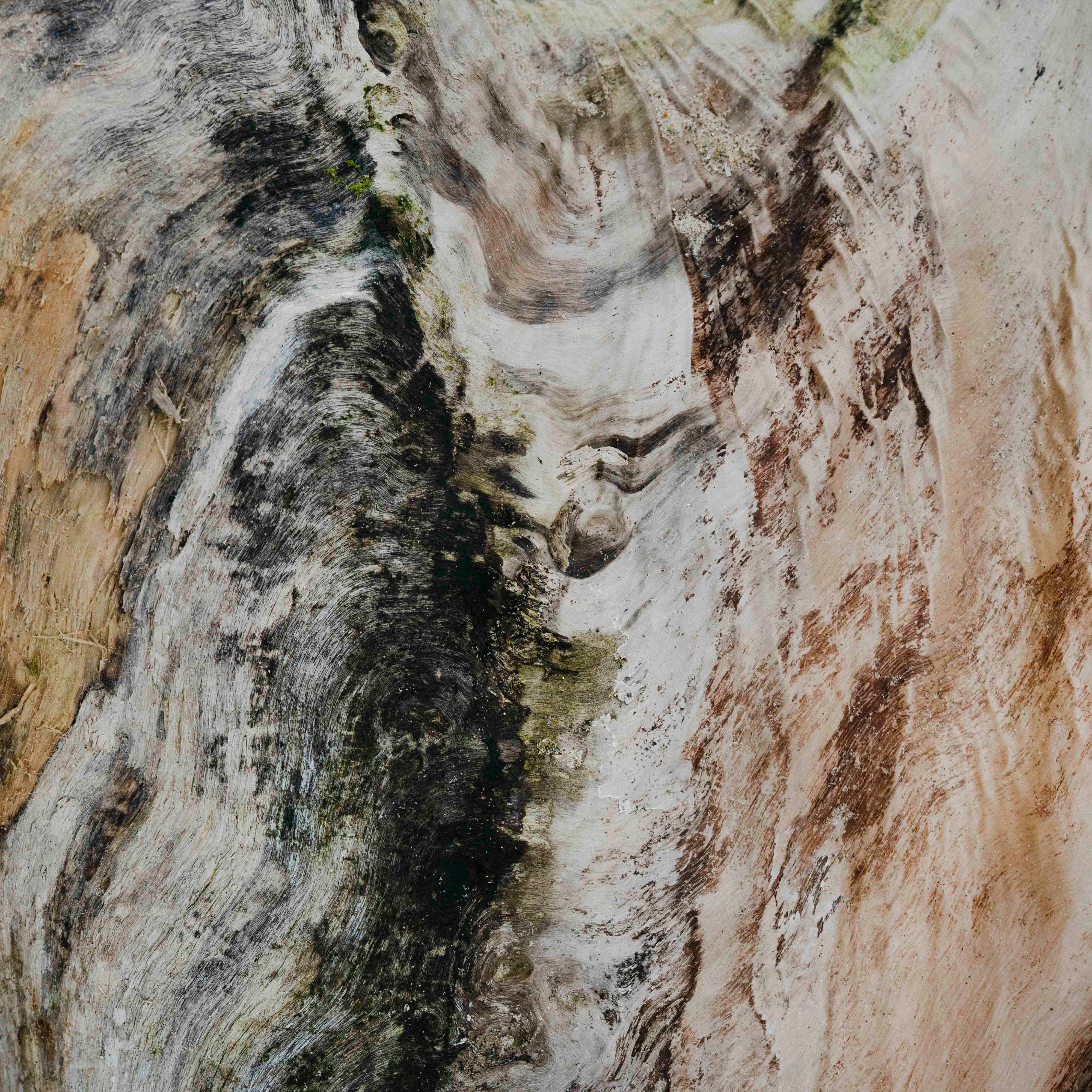 Bois salé, Normandie, 2024