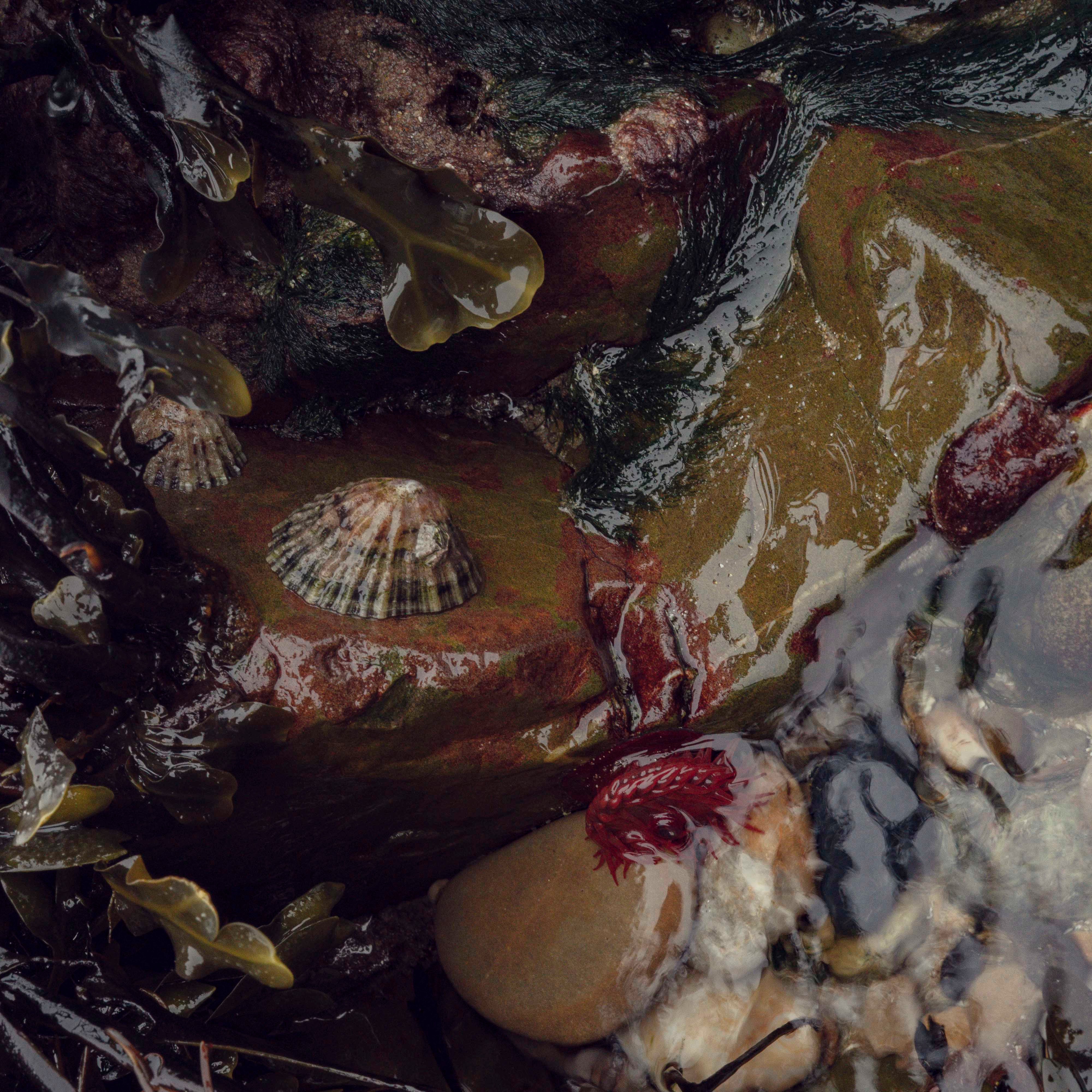 La vie entre les vagues, Normandie, 2024