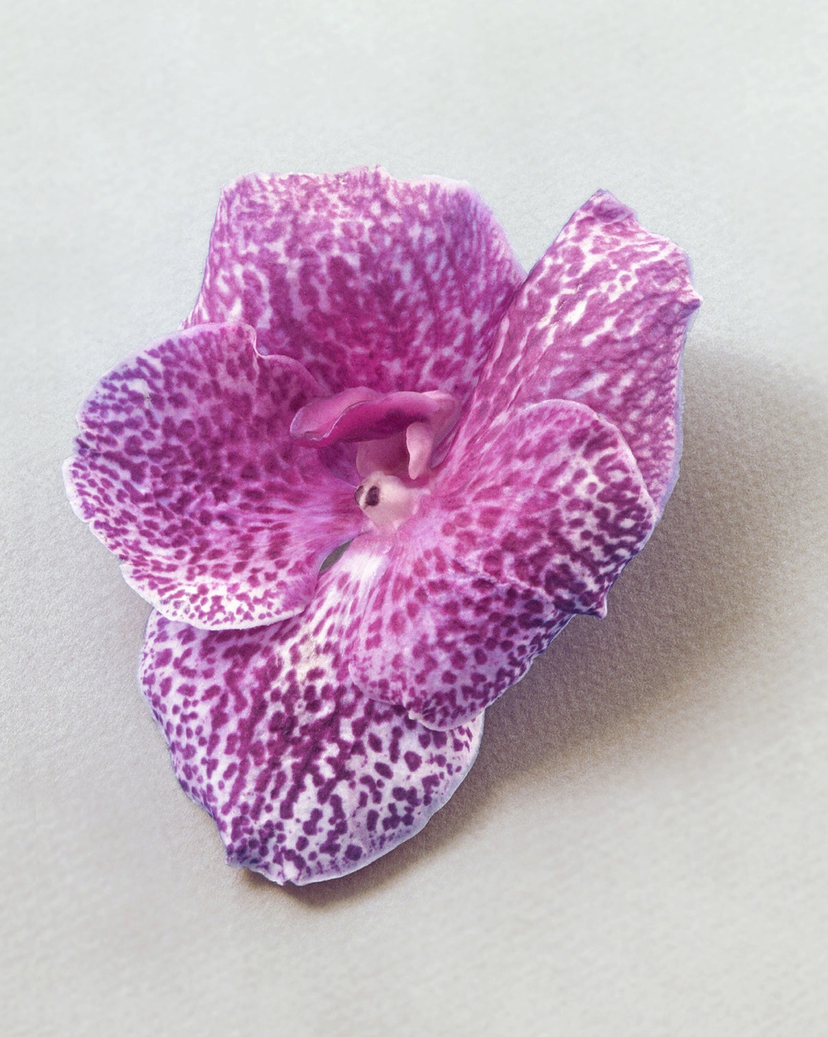 Pinkorchid, Paris, 2025