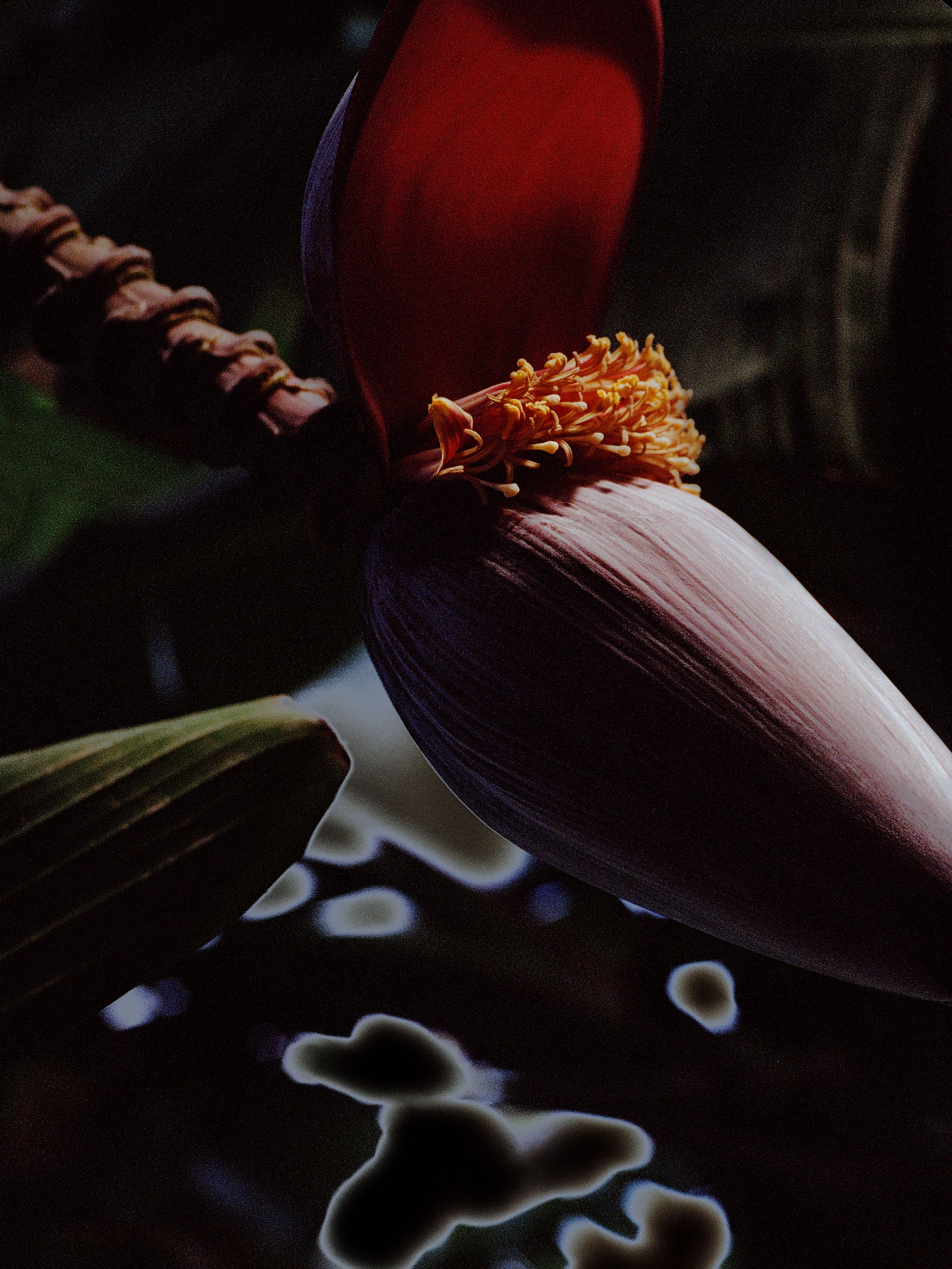 Baba Figue, Martinique, 2022