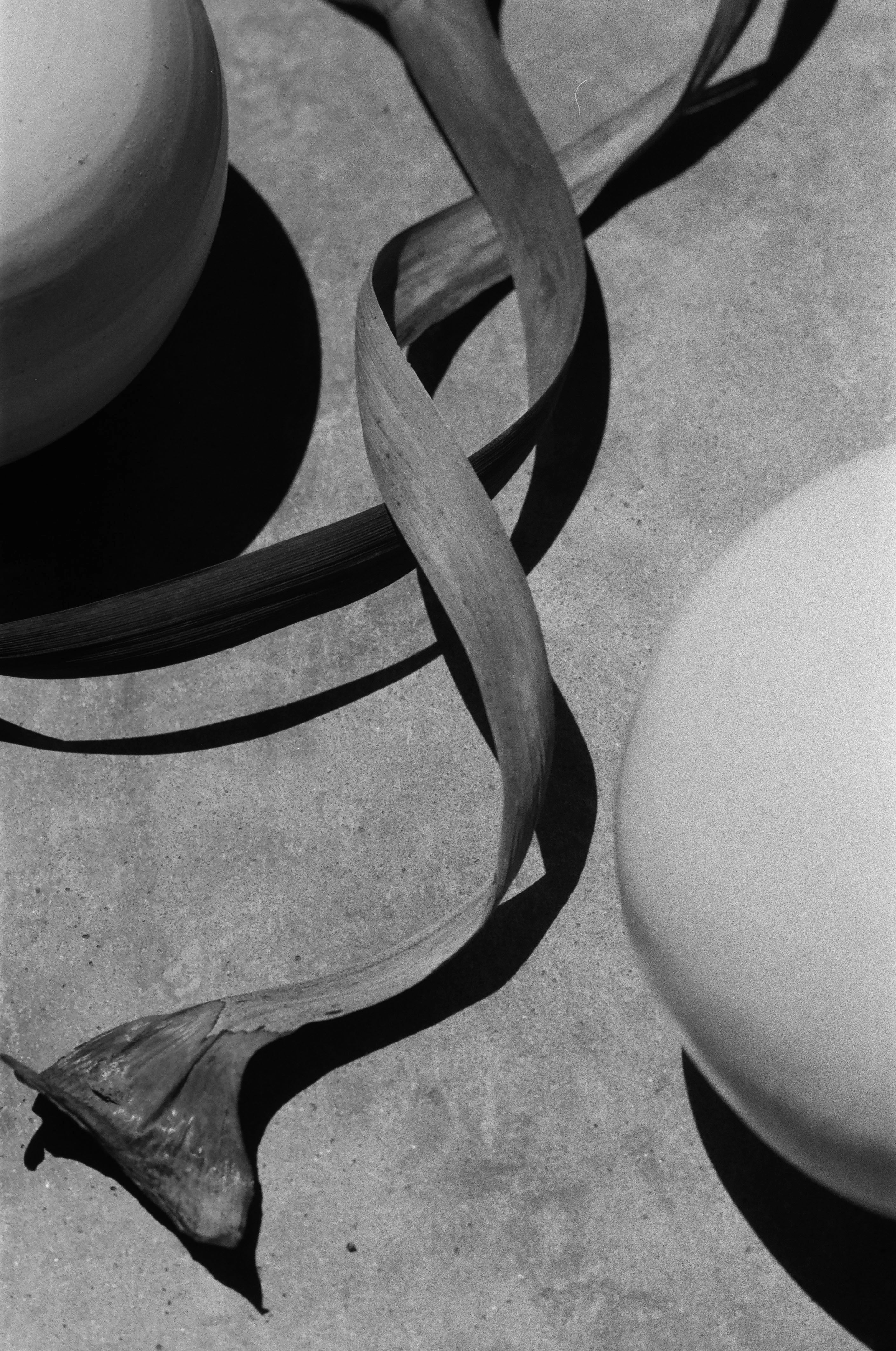 Wild & Domestic Curves, Majorque, 2022