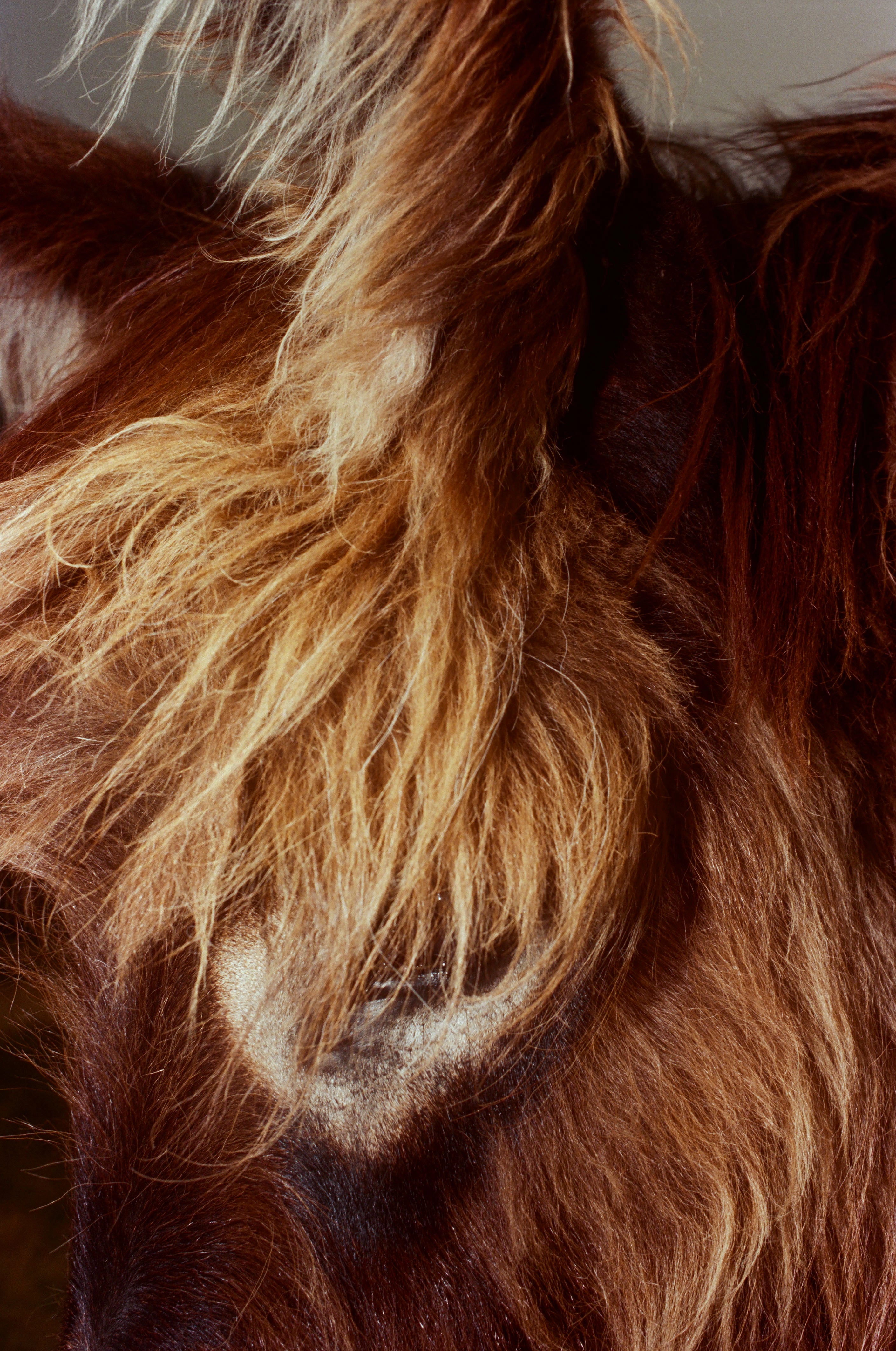 Alpage, Ariège, 2025