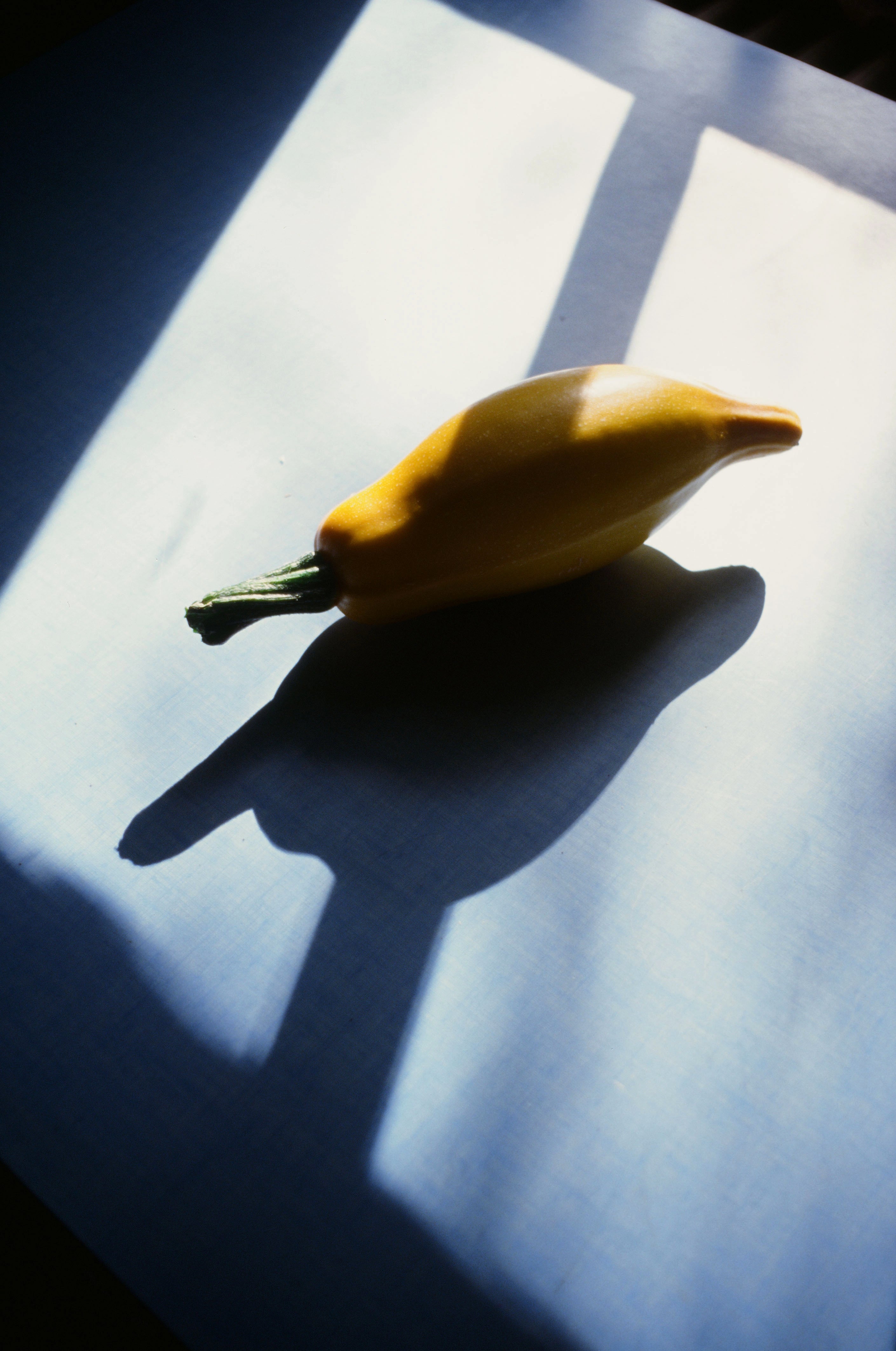 A défaut d'être un concombre, Fontainebleau, 2020