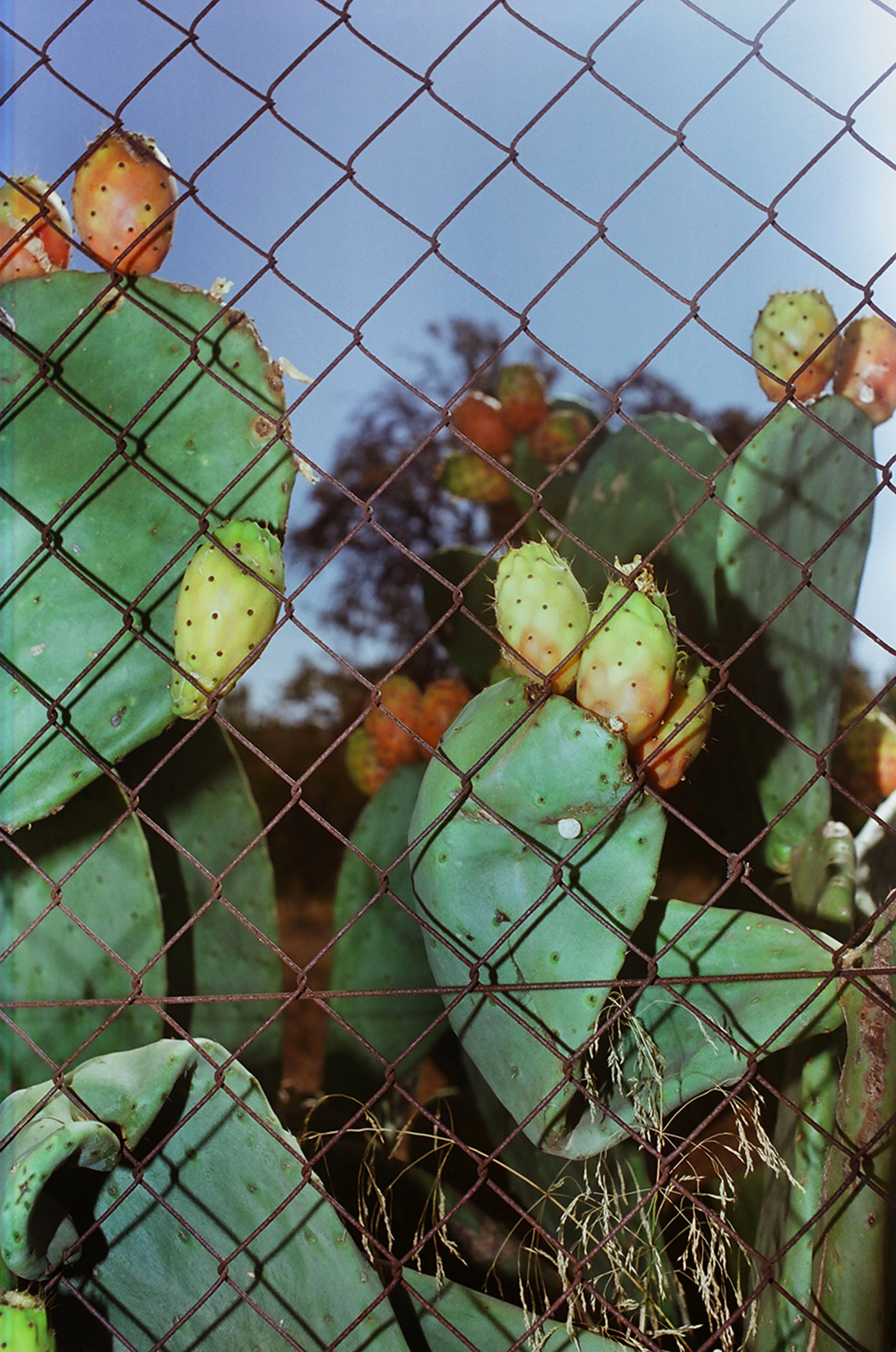 Sometimes figs are hairy, Majorca, 2022