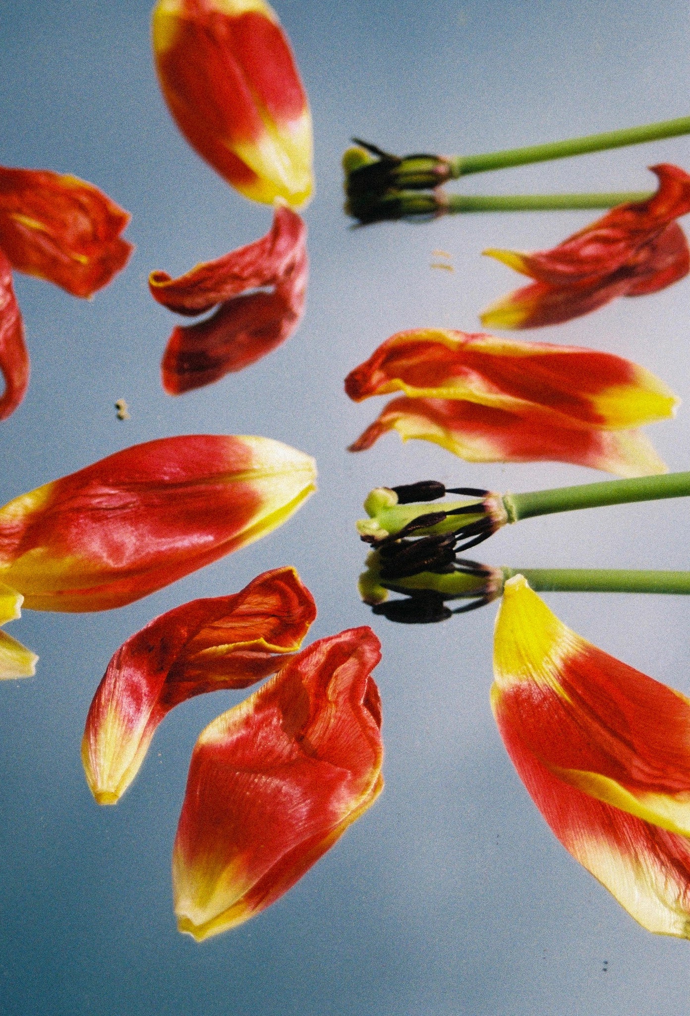 Tulipes, Normandie, France, 2024