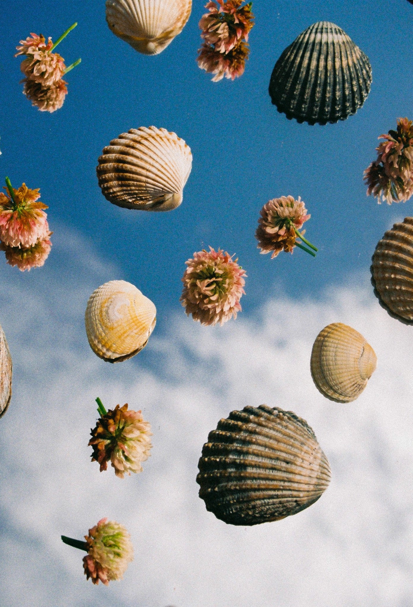 Coquillages, Normandie, France, 2024