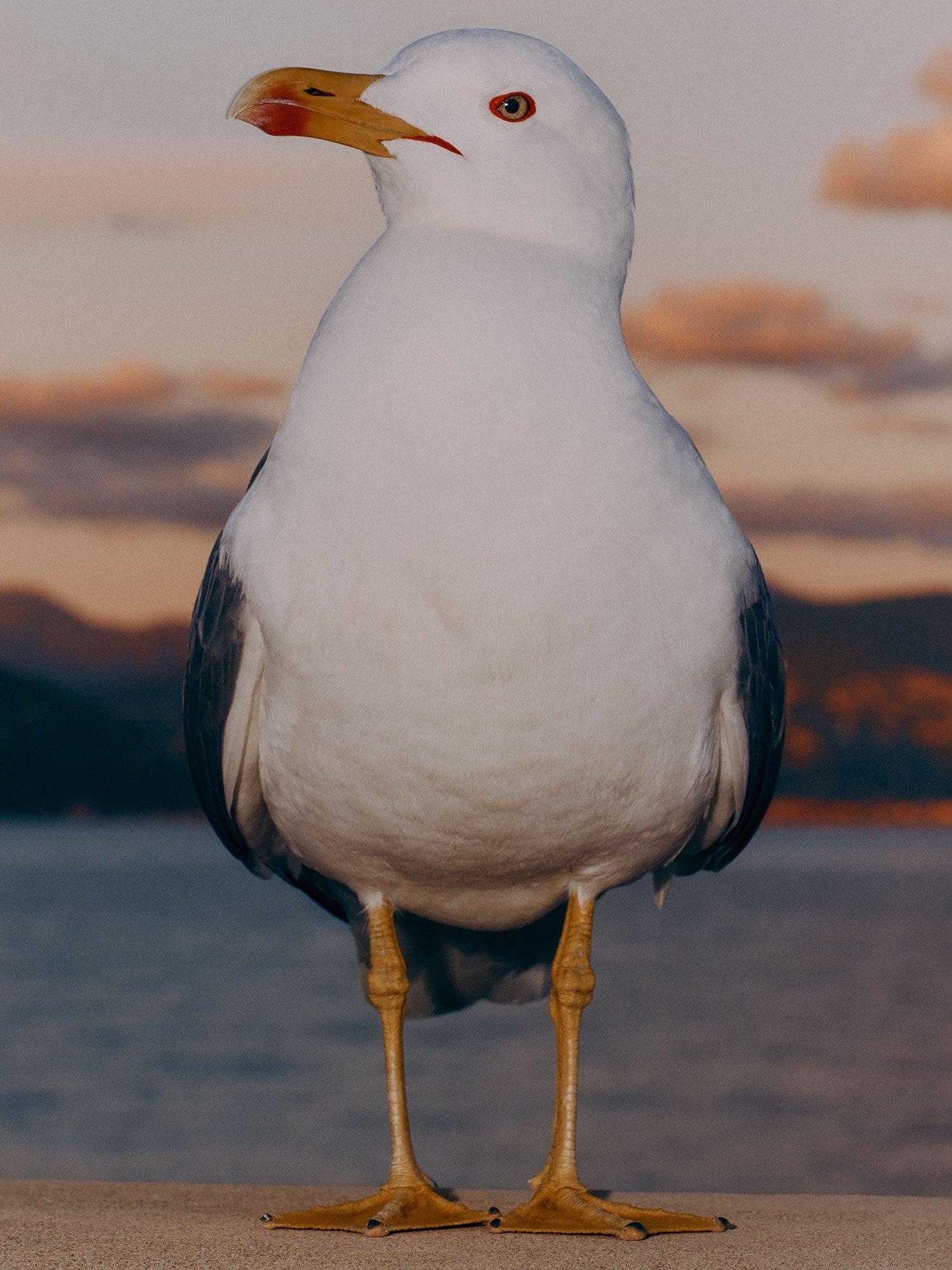 Seagull, Italie, 2023