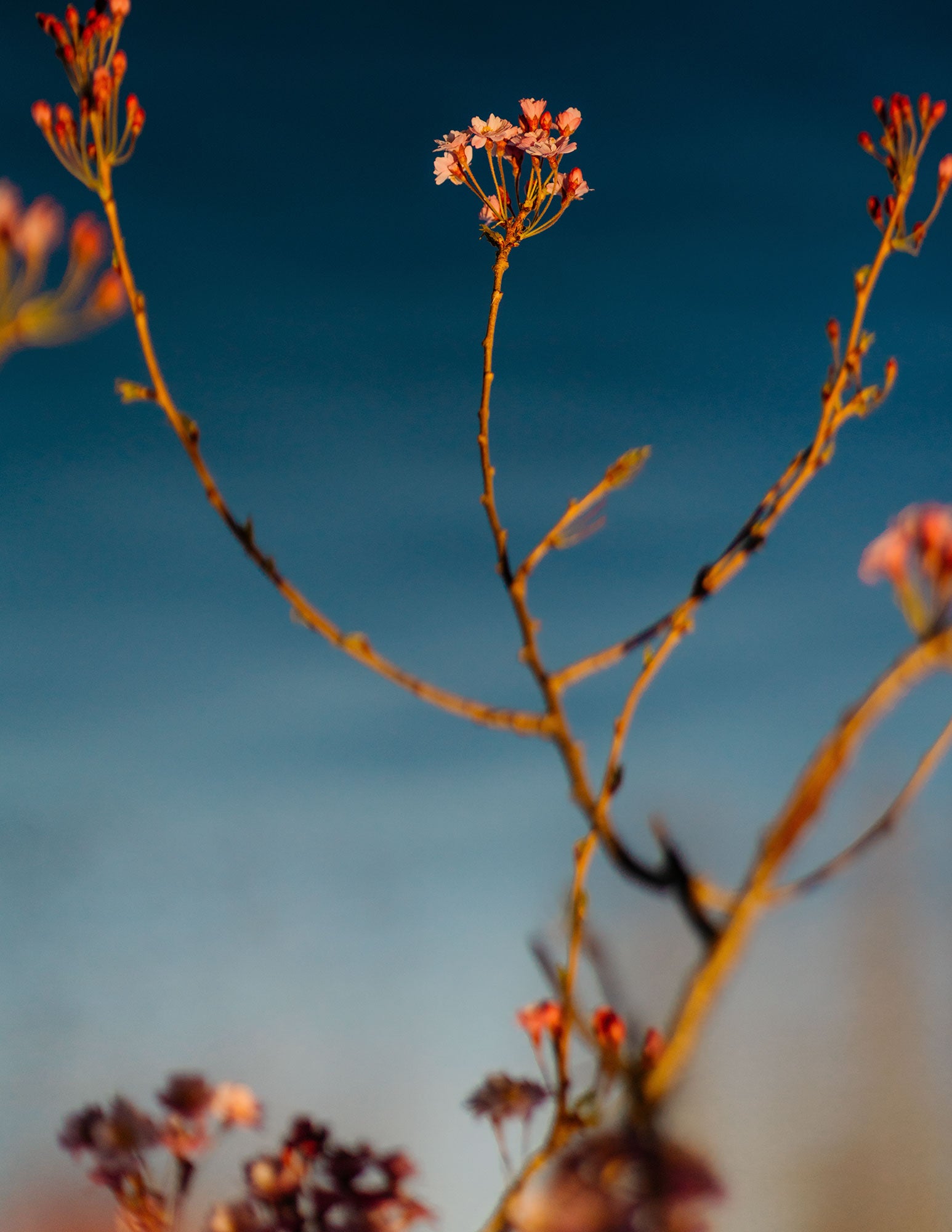 Flower I, Allemagne, 2020