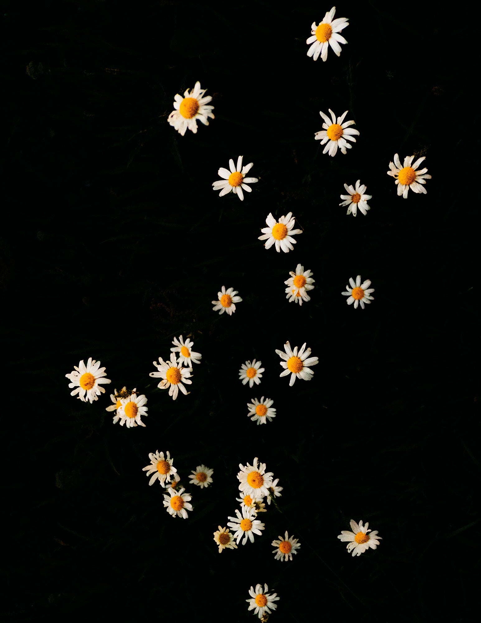 Flower II, Allemagne, 2020