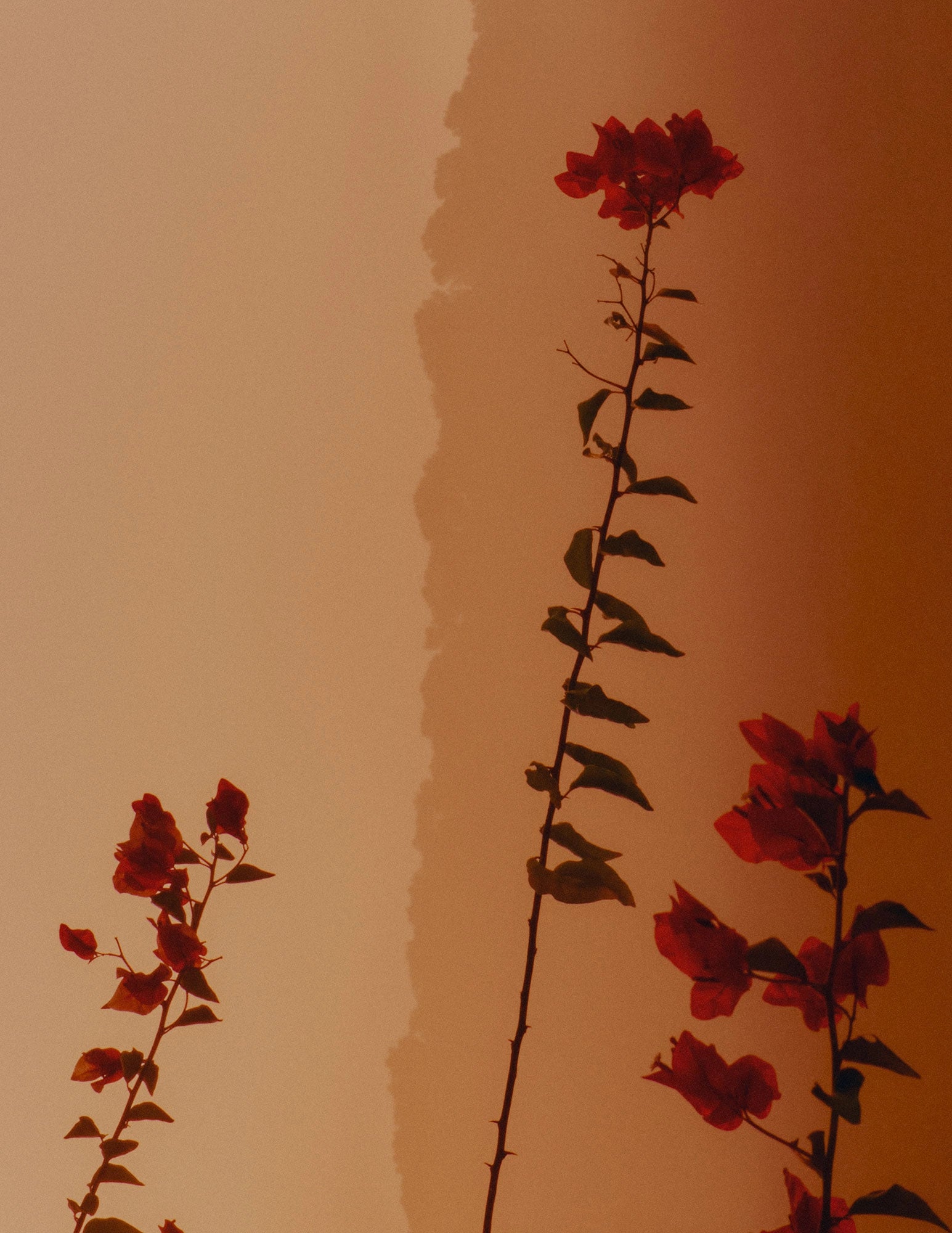 Flower III, Espagne, 2023