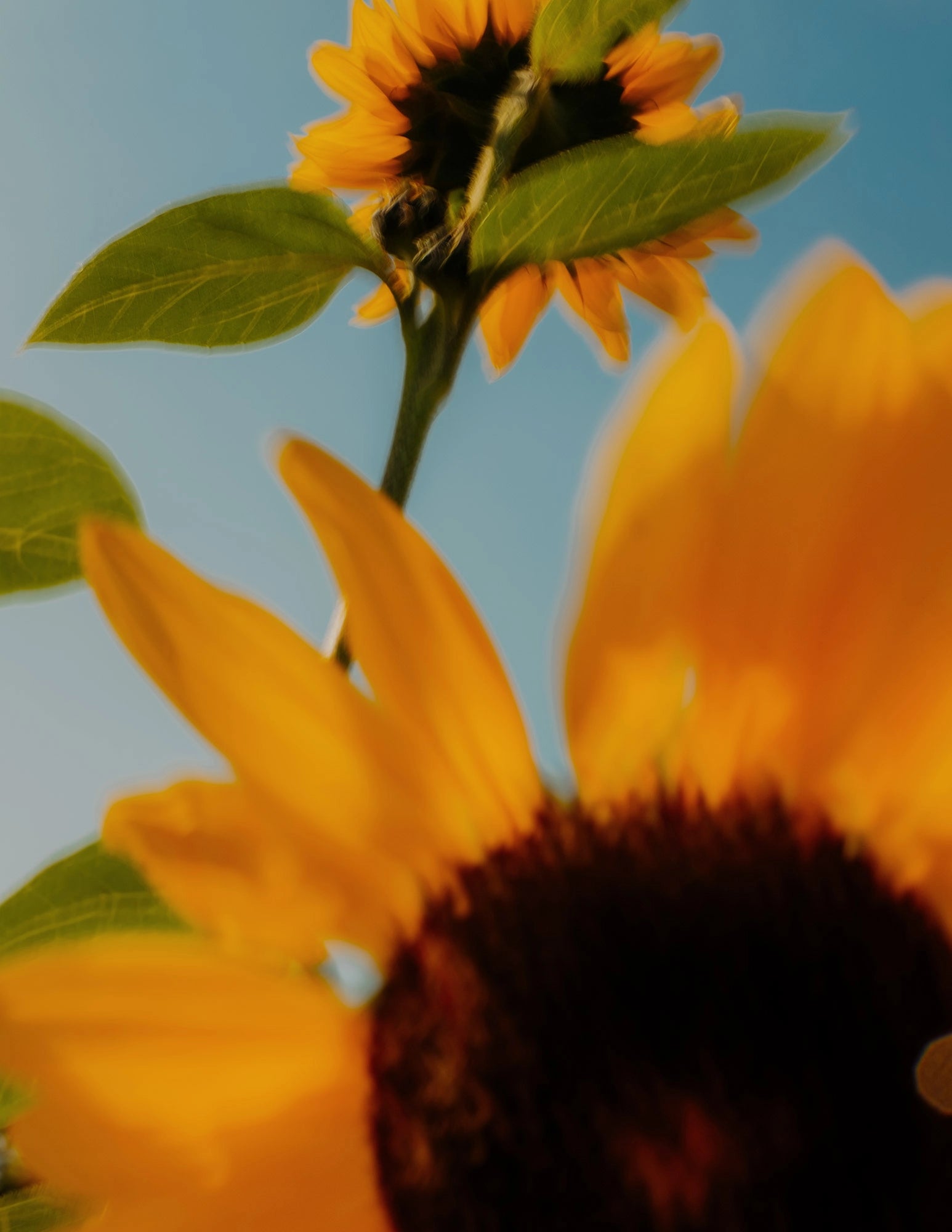 Flower IV, Allemagne, 2021