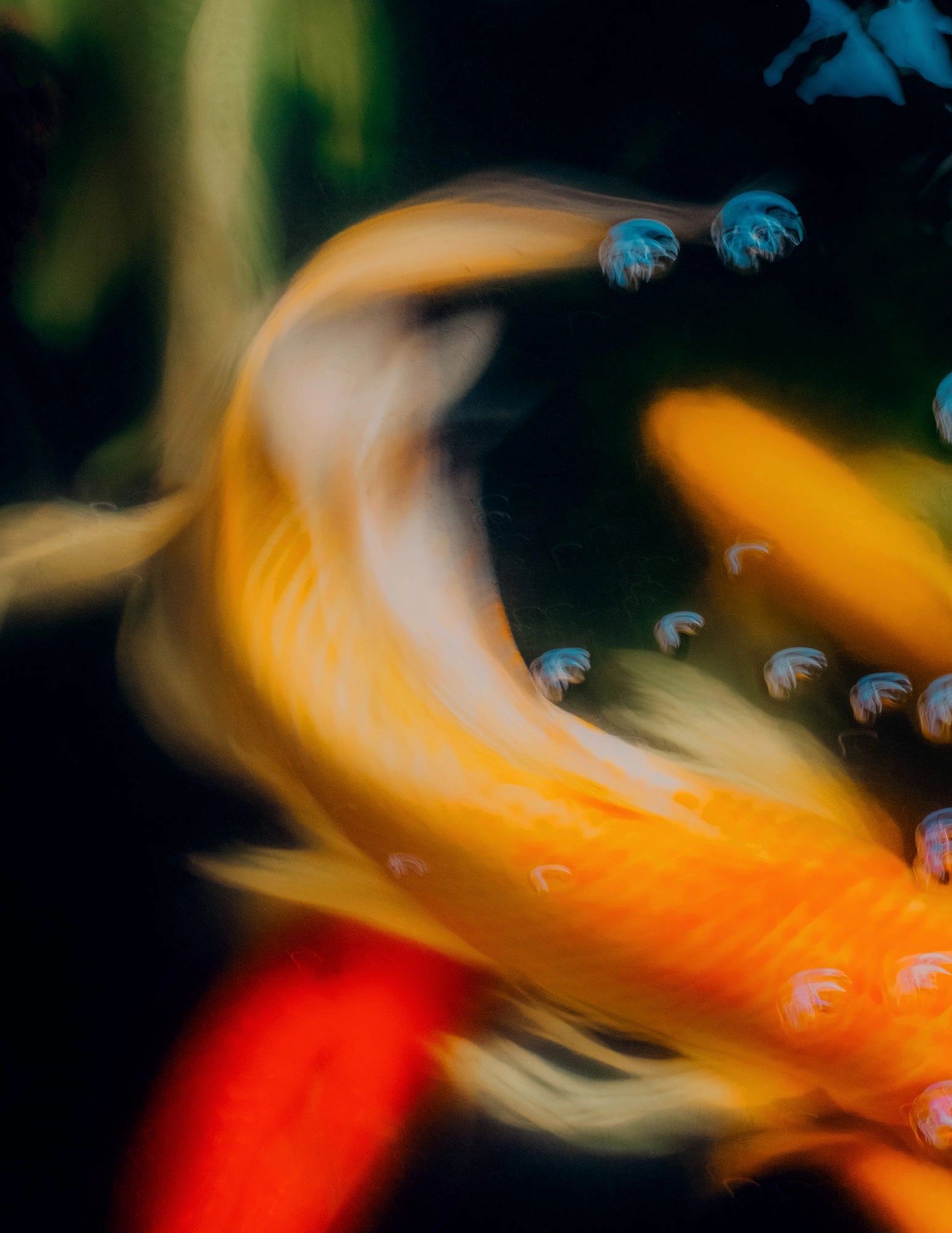 Fish, Thaïlande, 2020