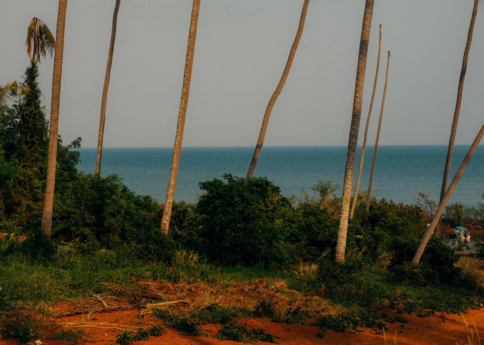 Palm tree, Thaïlande, 2020