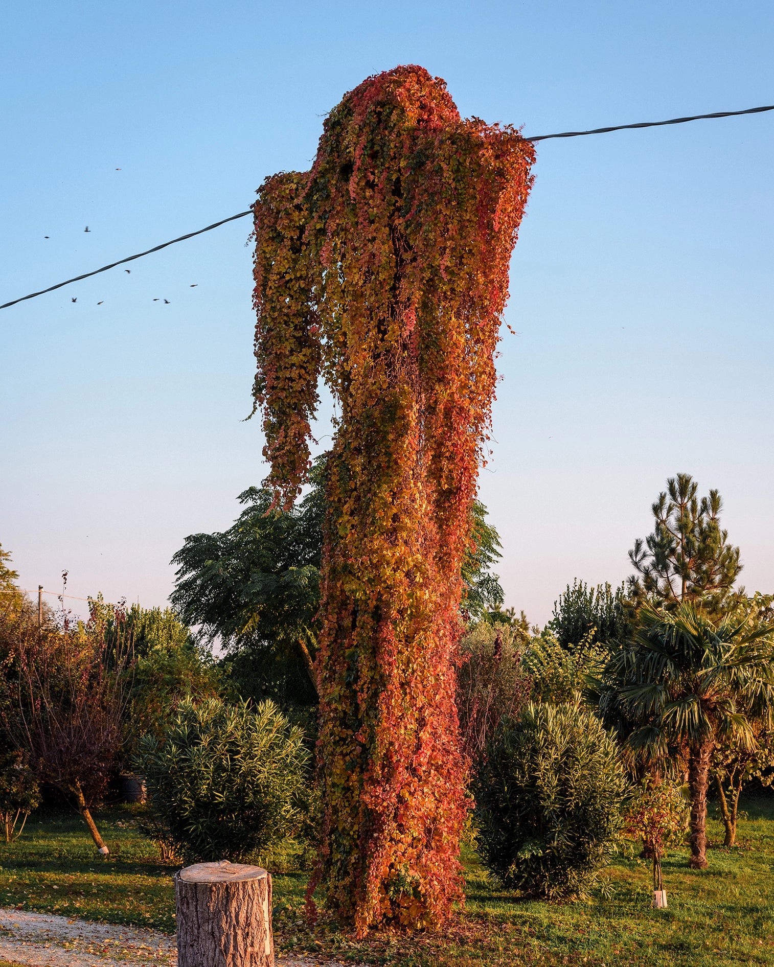 Sans titre, Anita, 2020