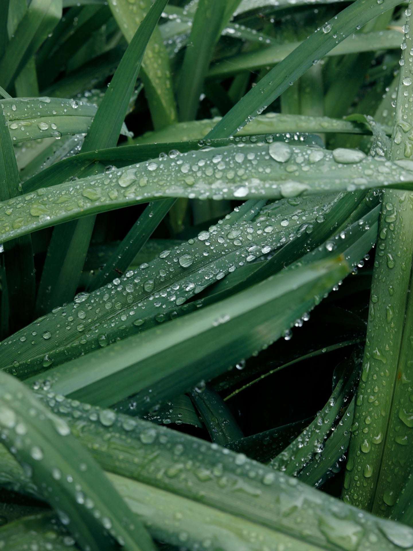 Garden, Italie, 2019