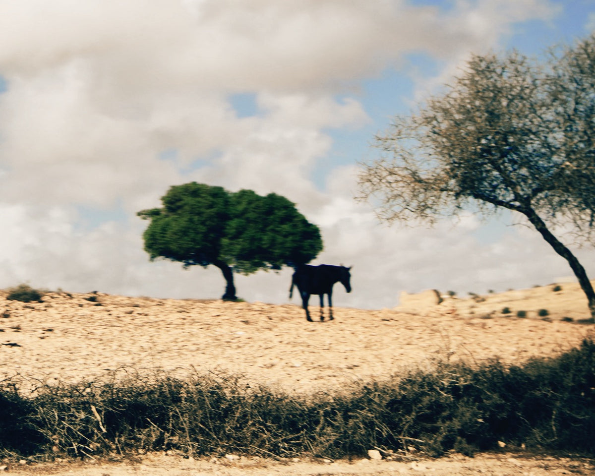 Prairie du Maroc, 2025