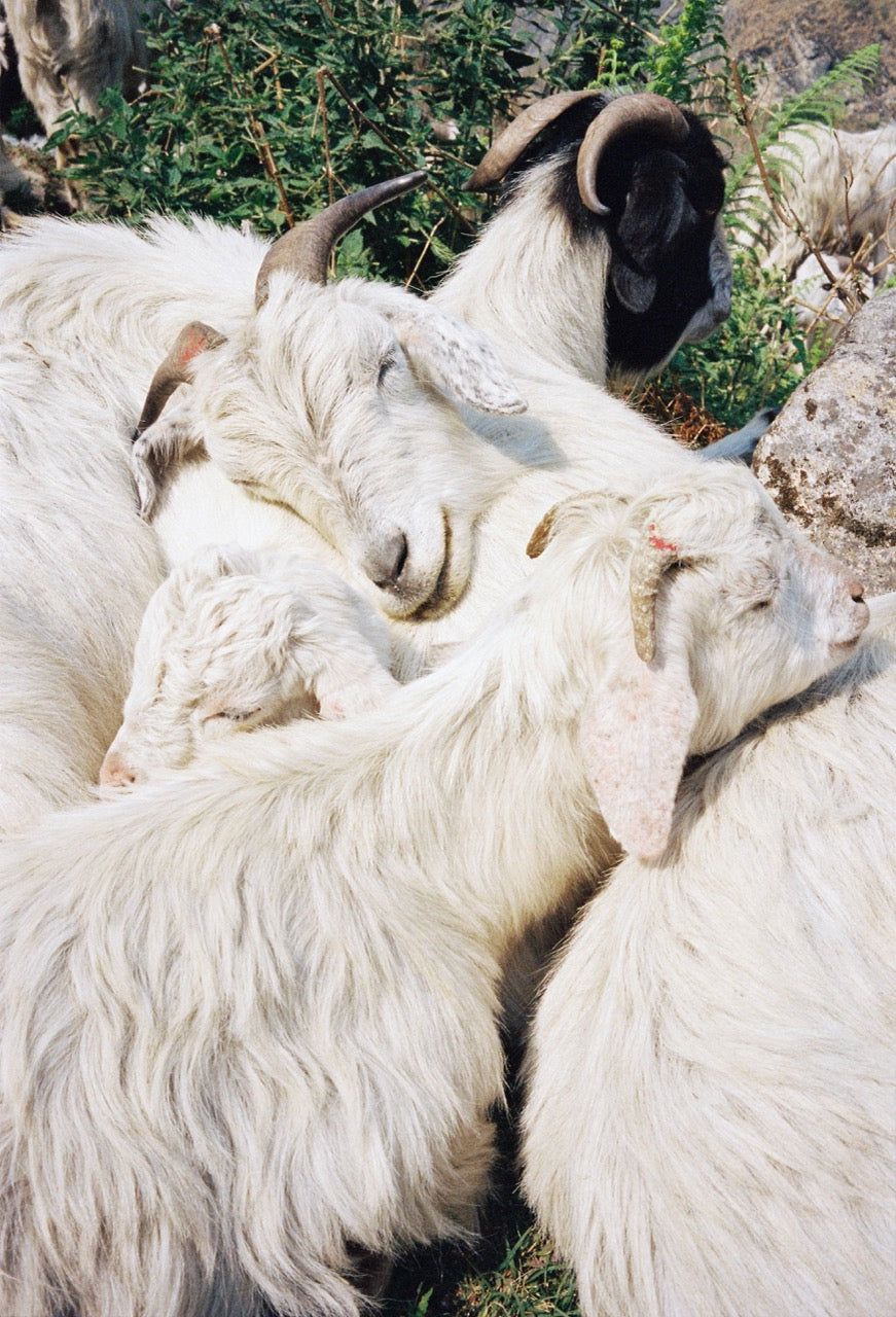 Little Goats, Népal, 2017