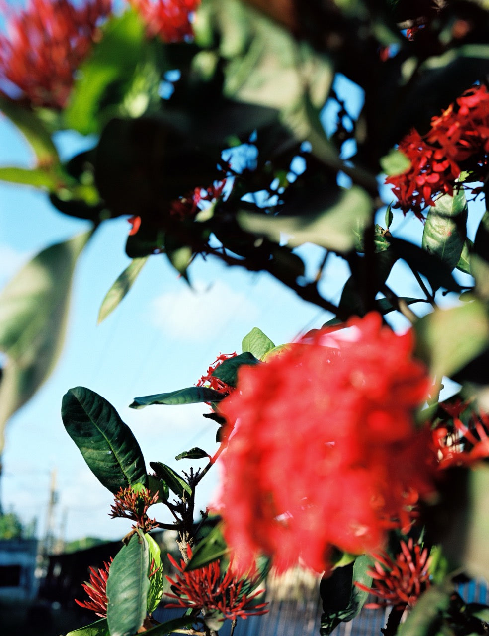 Red Flowers, Cuba, 2016