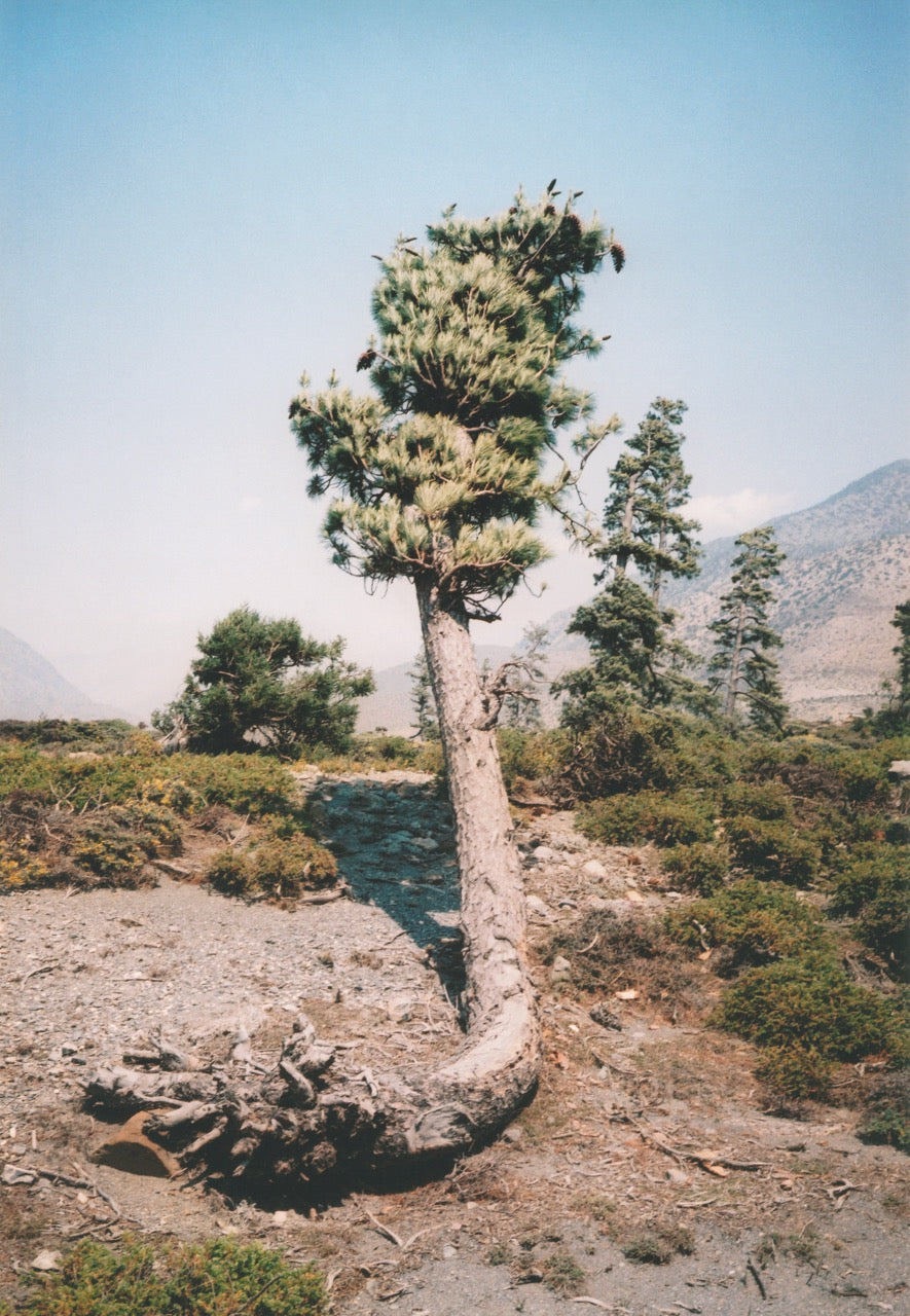 Brush tree 005, Népal, 2010