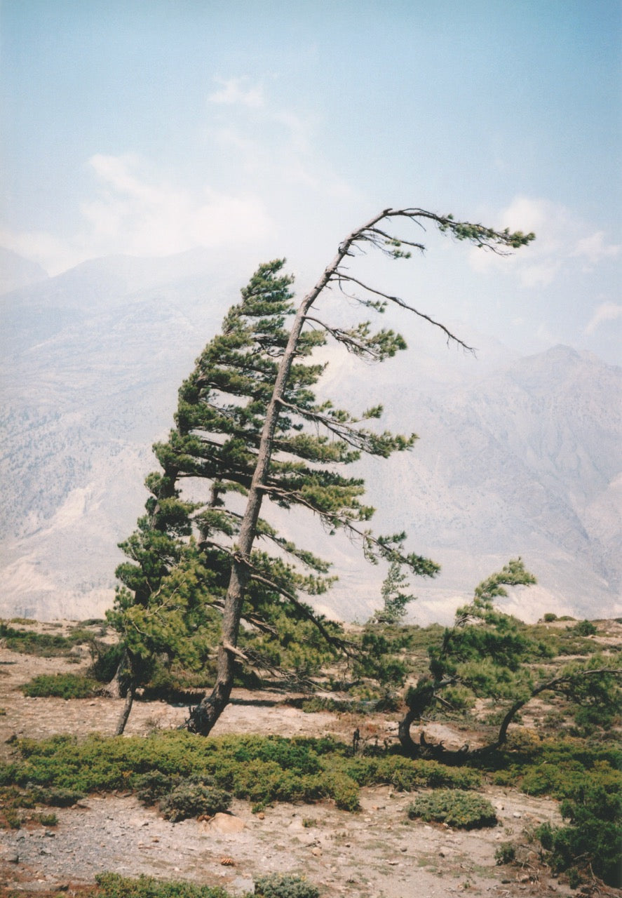Twin trees 009, Népal, 2010