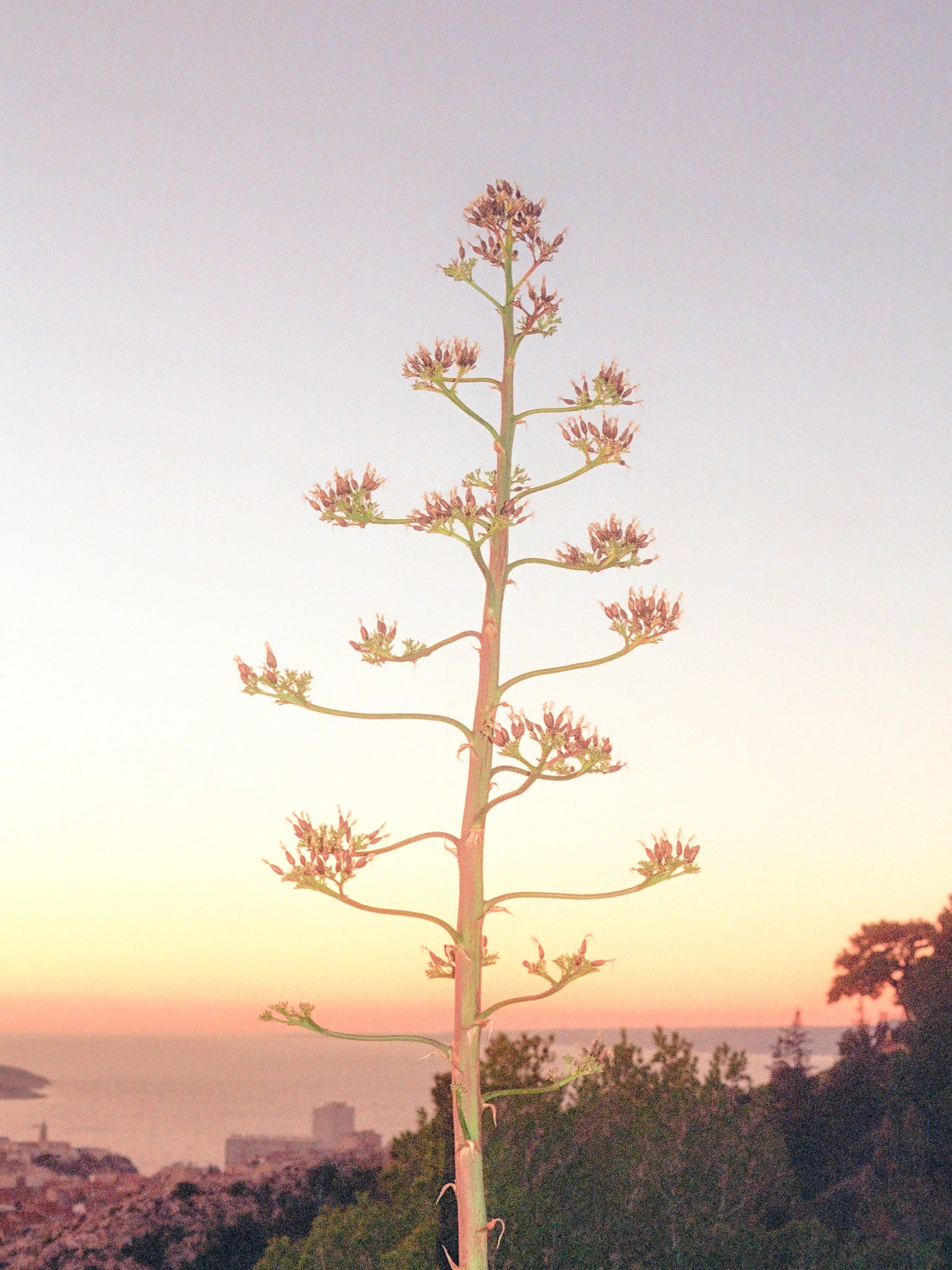 Agave, Marseille, 2023