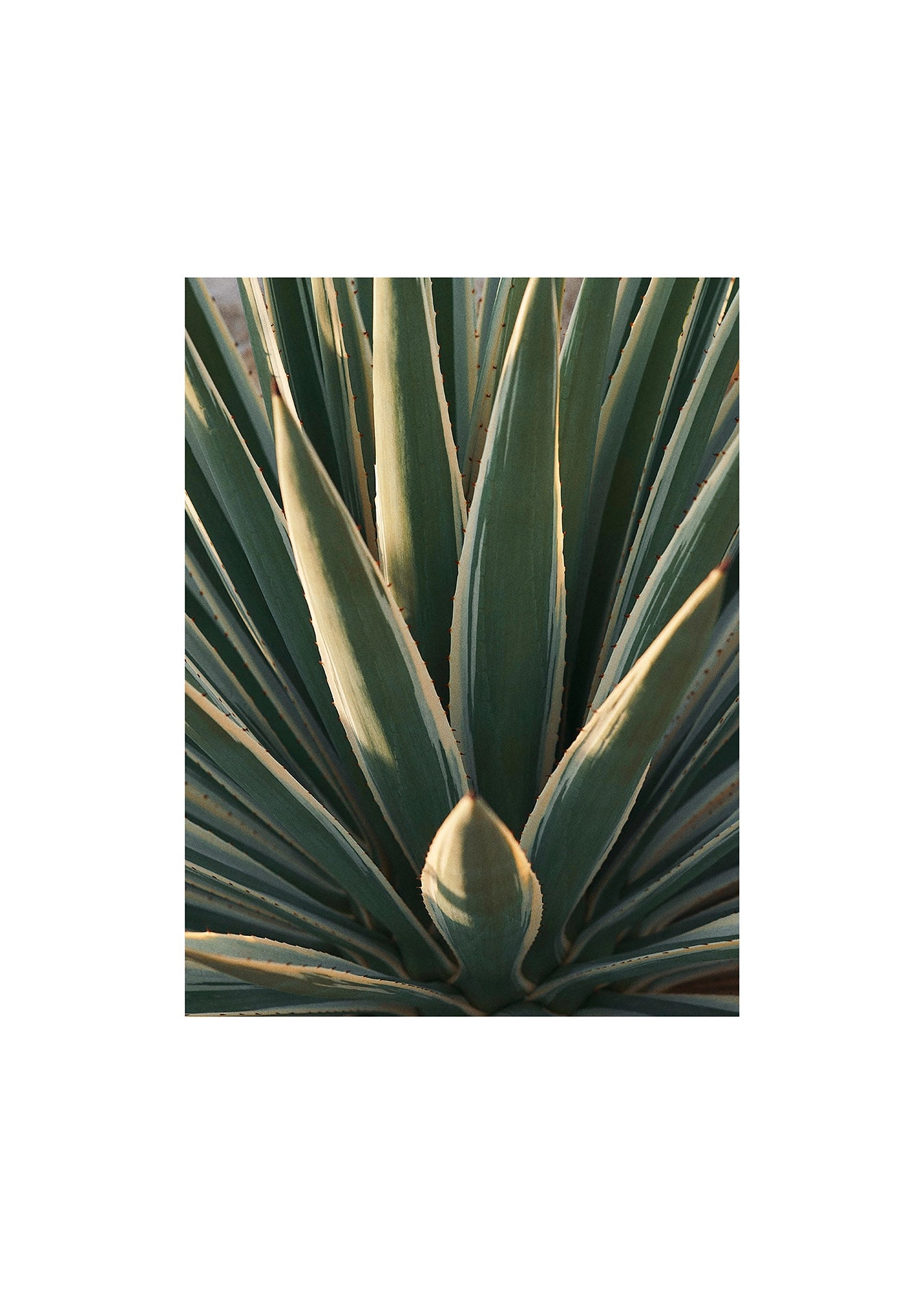 Cacté, Mexique, 2022