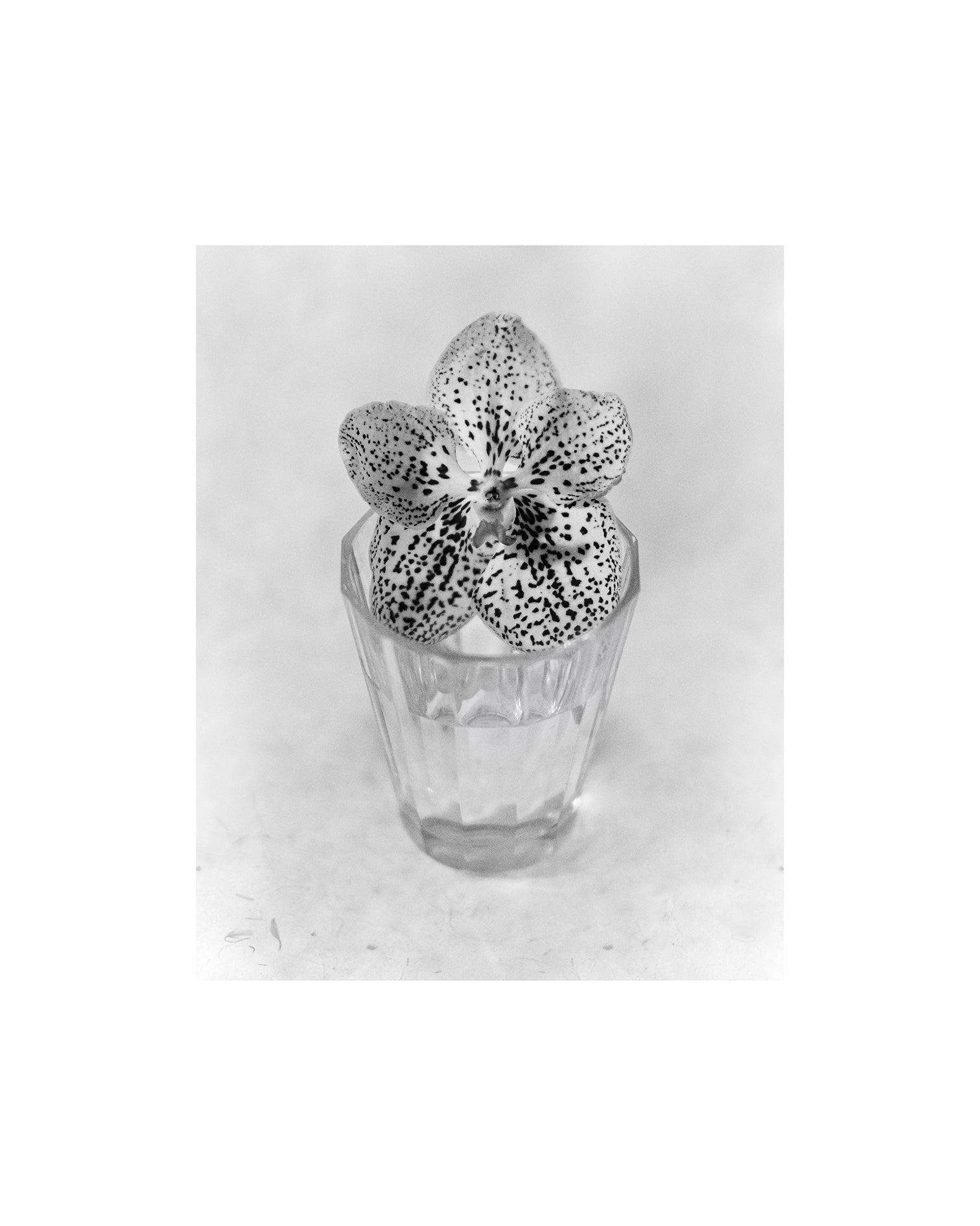 Orchidea, Paris, 2025