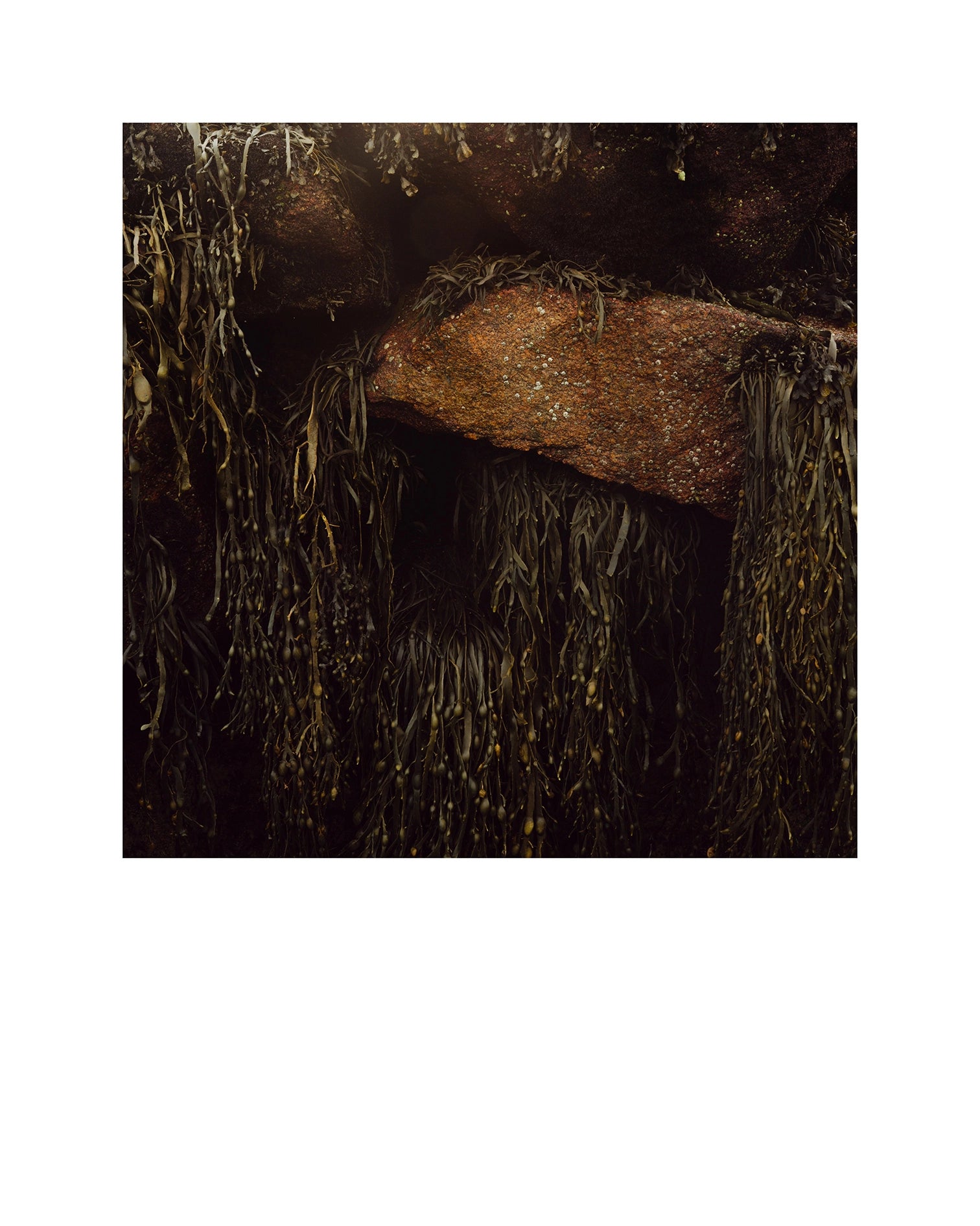 À marée basse, Îles Chausey, 2024