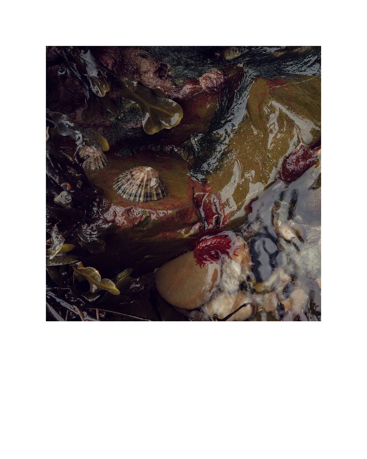 La vie entre les vagues, Normandie, 2024