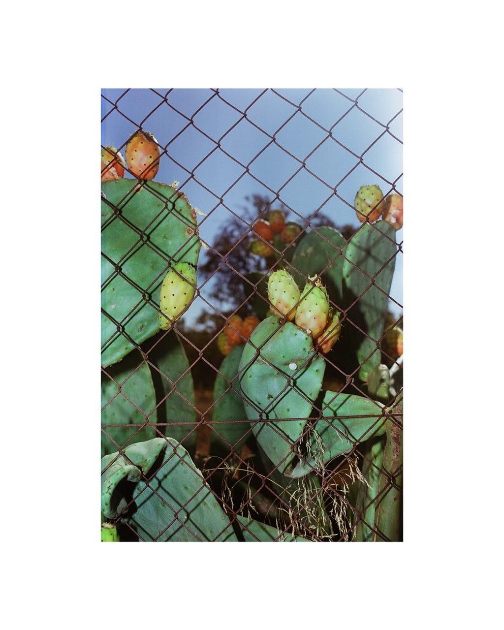 Sometimes figs are hairy, Majorca, 2022