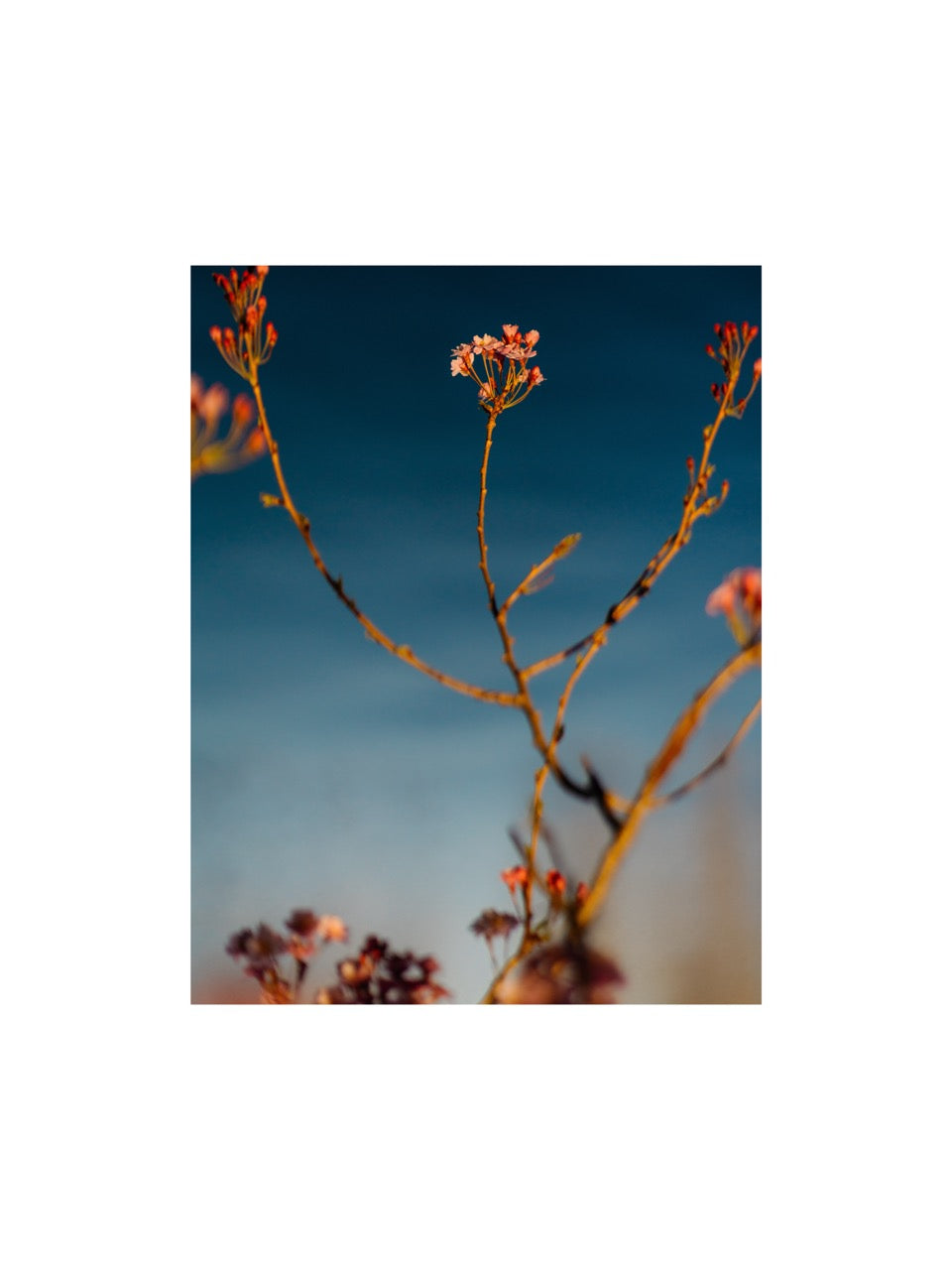 Flower I, Allemagne, 2020