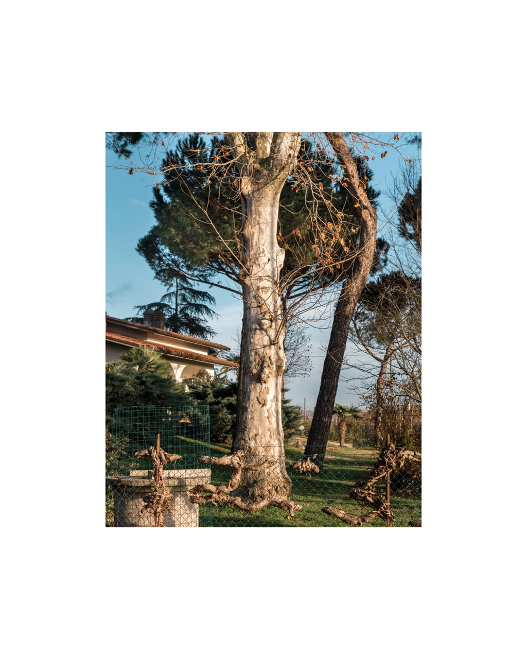 Sans titre, Torri, 2020