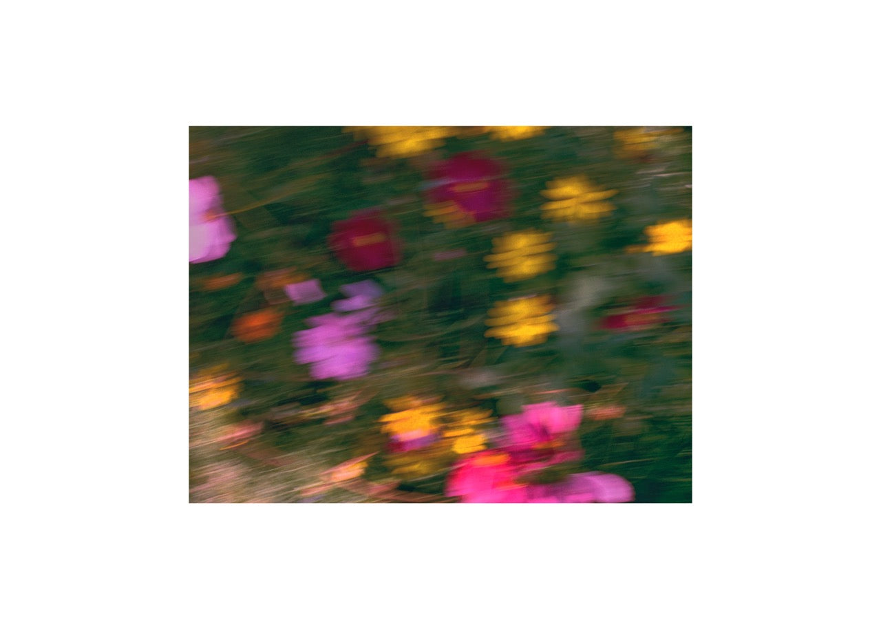 Flower Study II, Amsterdam, 2025