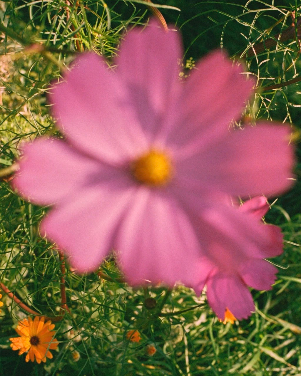 Flower Study I, Amsterdam, 2025