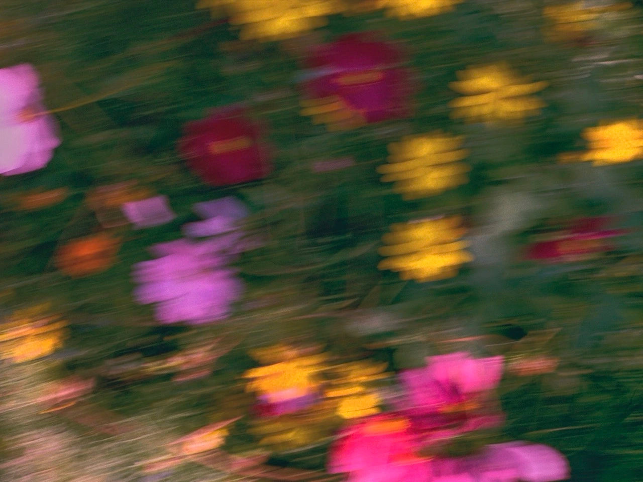 Flower Study II, Amsterdam, 2025